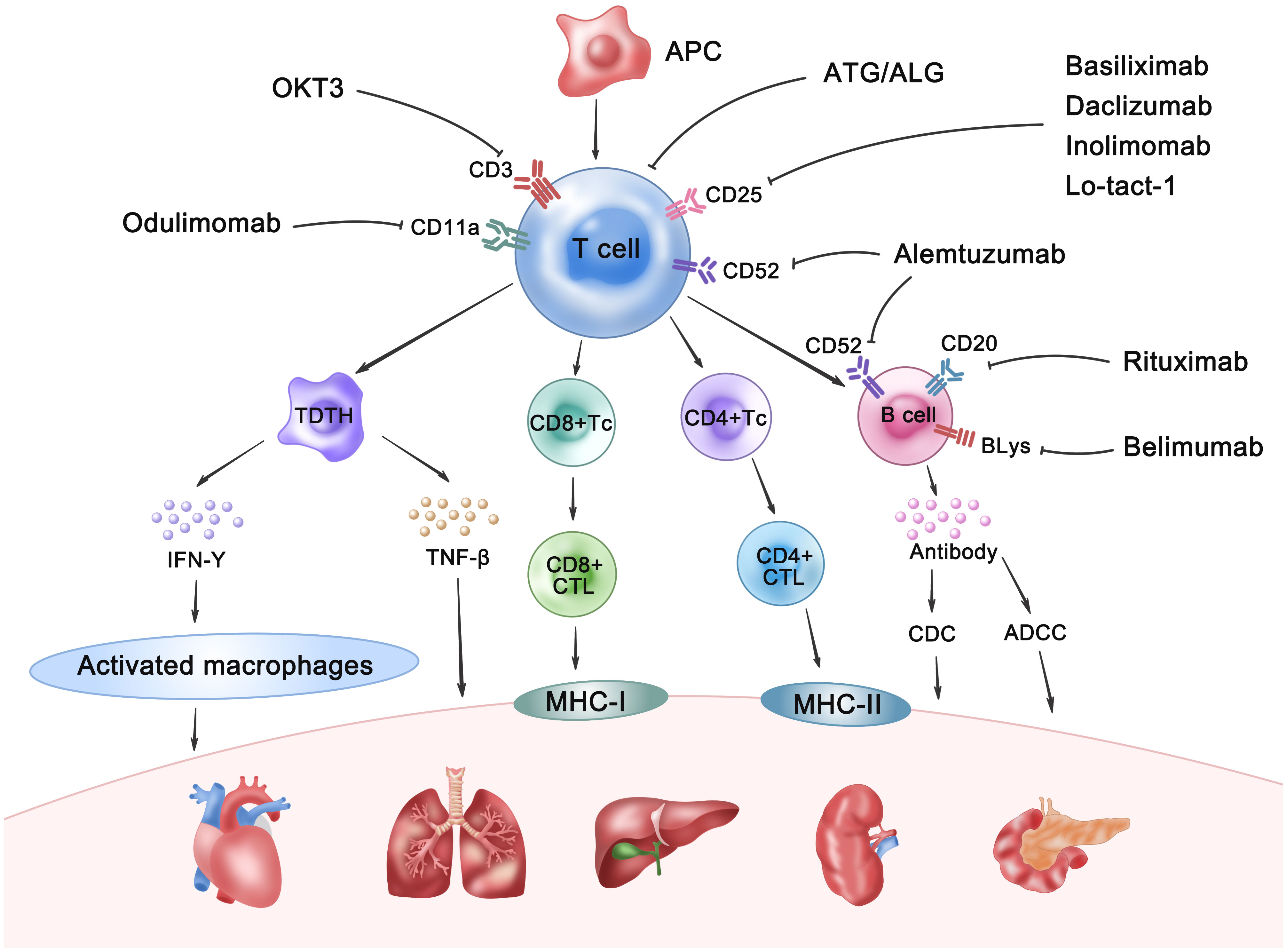 Diagram illustrating immunosuppressive mechanisms involving T cells and B cells. Antibodies, such as OKT3, Odulimomab, and Alemtuzumab, target molecules like CD3, CD11a, CD25, and CD52 on T cells. APCs and treatments like ATG/ALG affect T cells, leading to interactions with CD8+ and CD4+ cells. B cells, influenced by Rituximab and Belimumab targeting CD20 and BlyS, produce antibodies affecting CDC and ADCC pathways. Responses involve IFN-γ and TNF-β, activating macrophages impacting organs like the heart, lungs, liver, kidney, and pancreas.