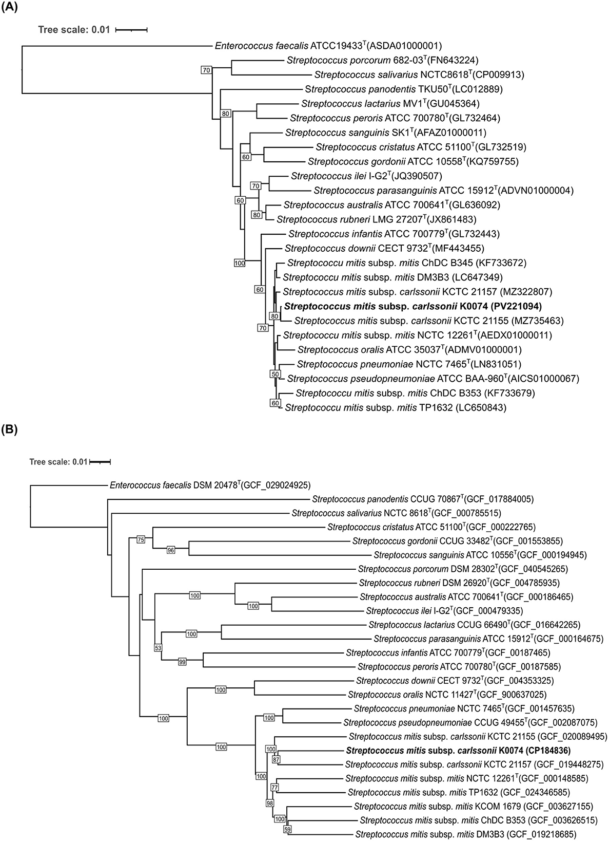 Phylogenetic trees showing relationships among bacterial species. Panel A displays a tree with species such as Enterococcus faecalis and various Streptococcus strains. Panel B presents a similar tree with species like Enterococcus faecalis DSM and Streptococcus strains. Both trees include branch support values and use a scale of 0.01.
