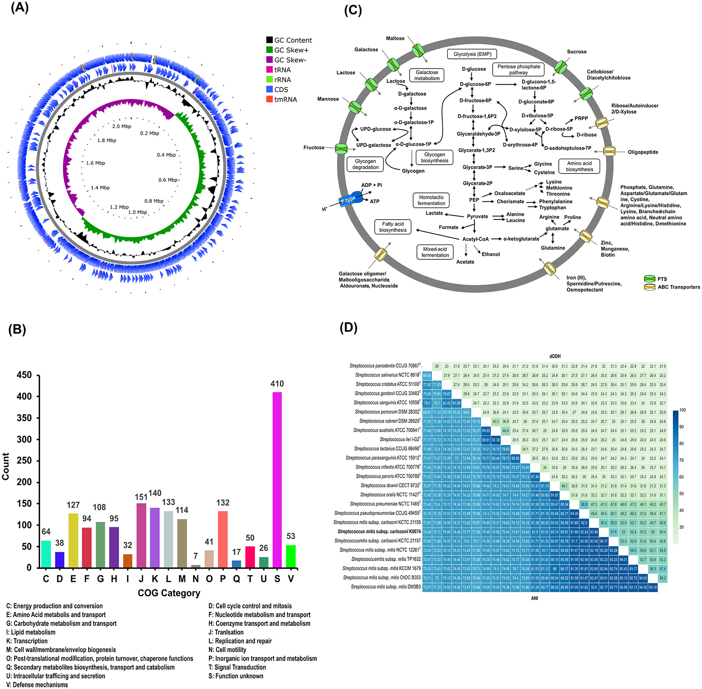 (A) Circular diagram showing genomic features including GC content, GC skew, tRNA, rRNA, CDS, and tmRNA marked with different colors. (B) Bar chart displaying COG categories with counts, highlighting energy production, amino acid transport, and other functions. (C) Metabolic pathway illustrating glycolysis, carbohydrate metabolism, and associated transport systems. (D) Heatmap of dDDH and ANI values comparing different Streptococcus species.