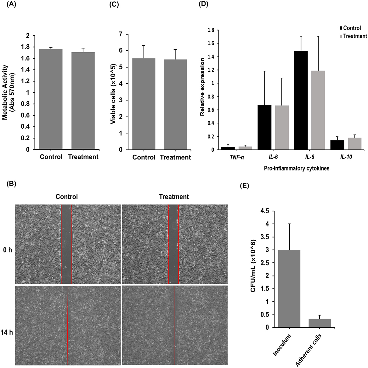 (A) Bar graph showing metabolic activity in control and treatment groups with similar absorbance levels. (B) Microscopy images of control and treatment groups at 0 and 14 hours showing cell migration. (C) Bar graph showing comparable viable cell counts in control and treatment groups. (D) Bar graph displaying relative expression of pro-inflammatory cytokines TNF-α, IL-6, IL-8, IL-10, with higher expression in the treatment group for IL-6 and IL-8. (E) Bar graph showing colony-forming units per milliliter for inoculum and adherent cells, with reduced count in adherent cells.