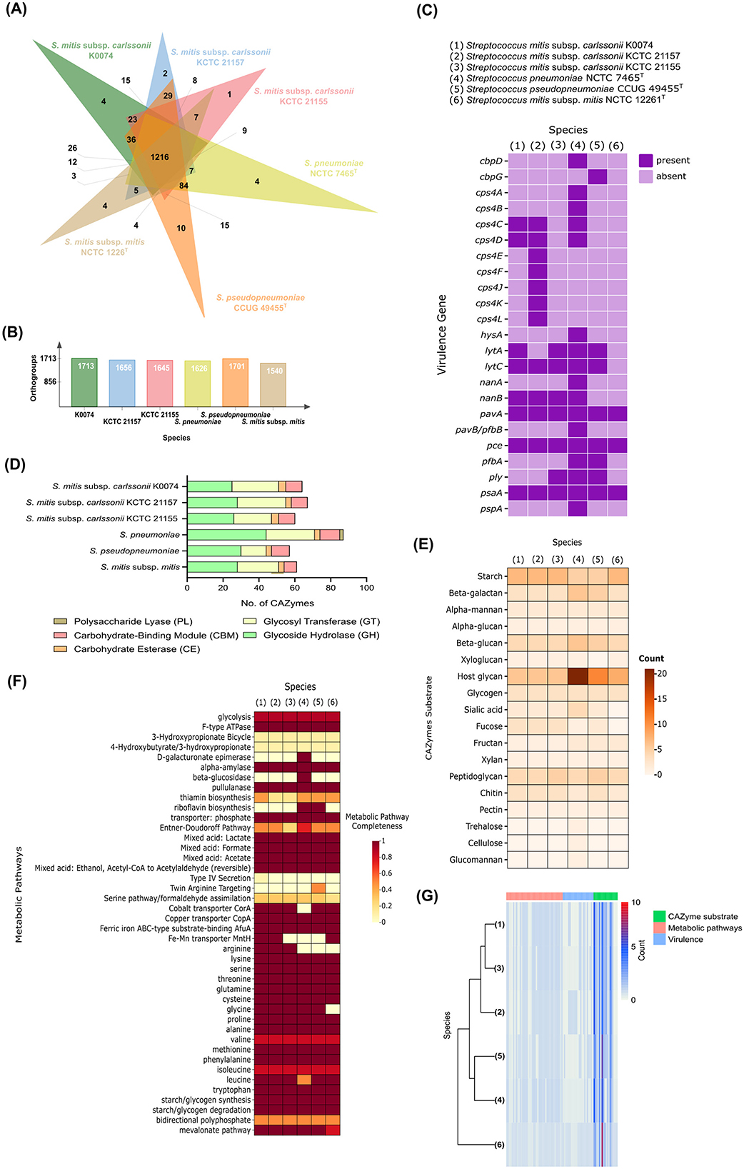 The image contains several panels depicting various analyses of bacterial species: (A) A Venn diagram indicating gene distribution among six Streptococcus species. (B) A bar graph showing orthogroup count per species. (C) A heatmap displaying the presence or absence of virulence genes in each species. (D) A stacked bar chart detailing the number of CAZyme families by type in each species. (E) A heatmap illustrating the count of CAZyme substrates per species. (F) A heatmap showing the completeness of metabolic pathways across species. (G) A dendrogram summarizing species clustering based on CAZyme, metabolic pathways, and virulence factors.