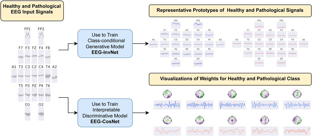 Diagram showing a process for analyzing EEG signals. Healthy and pathological EEG input signals are used to train a class-conditional generative model, EEG-InvNet, producing representative prototypes. The same input signals also train an interpretable discriminative model, EEG-CosNet, creating visualizations of weights for healthy and pathological classes. Prototypes and visualizations show EEG data across different channels like FP1, FP2, F7, and others.