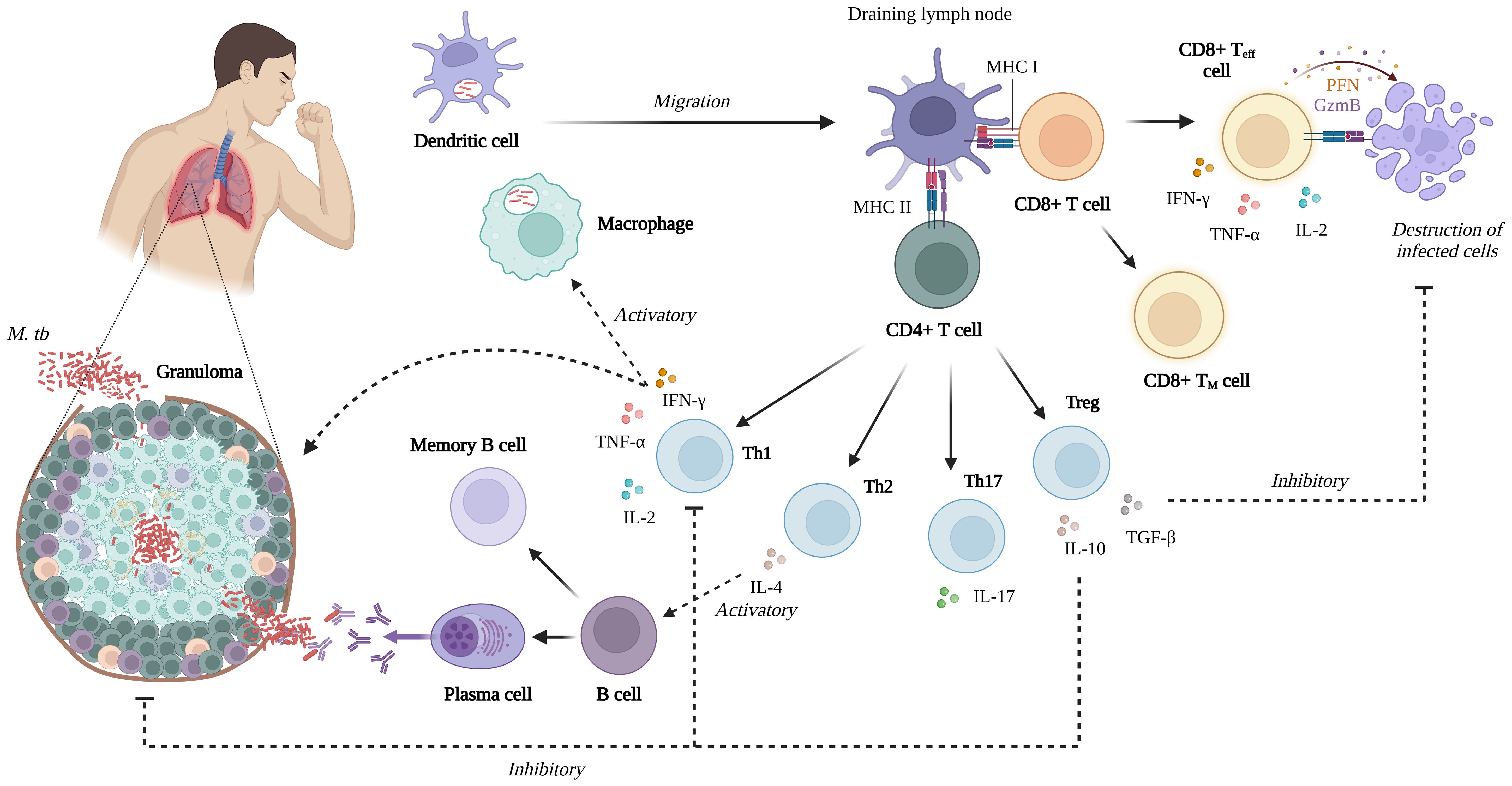 Illustration of the immune response in active tuberculosis (TB). It shows a person with a lung infection, macrophages ingesting Mycobacterium tuberculosis, leading to CD4 and CD8 T cell activation. CD4 T cells differentiate into Th1, Th2, Th17, Treg, and CD4 T effector. CD8 T cells attack infected cells. Cytokines such as IFNγ, TNFα, IL-2, IL-4, IL-10, IL-17, and TGF-β are involved. A granuloma forms in the lung, indicating active TB.