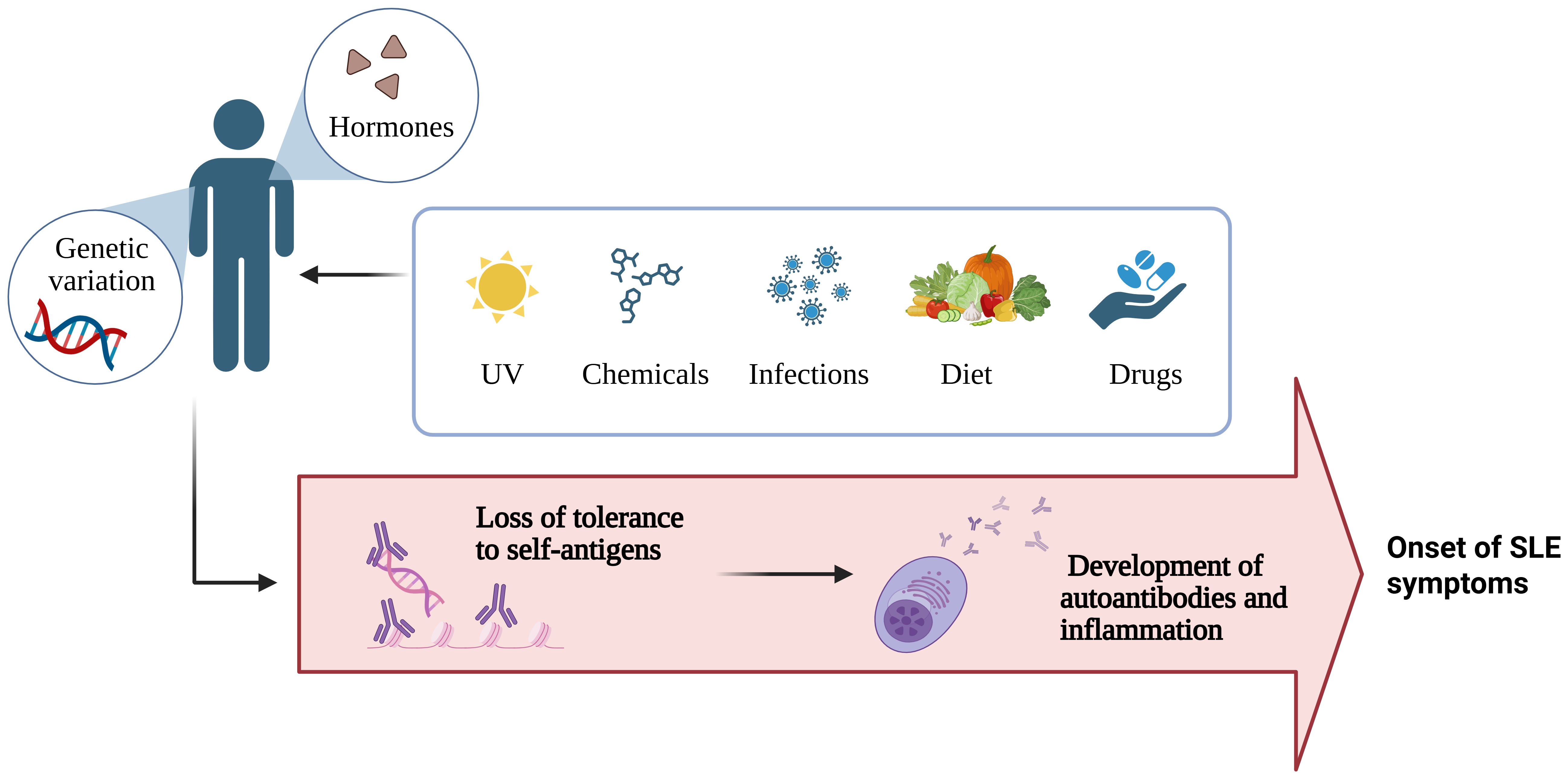 Flowchart illustrating the pathway leading to the onset of SLE symptoms. External factors like chemicals, UV, hormones, diet, drugs, and infections trigger genetic variations. This leads to loss of tolerance to self-antigens and development of autoantibodies.
