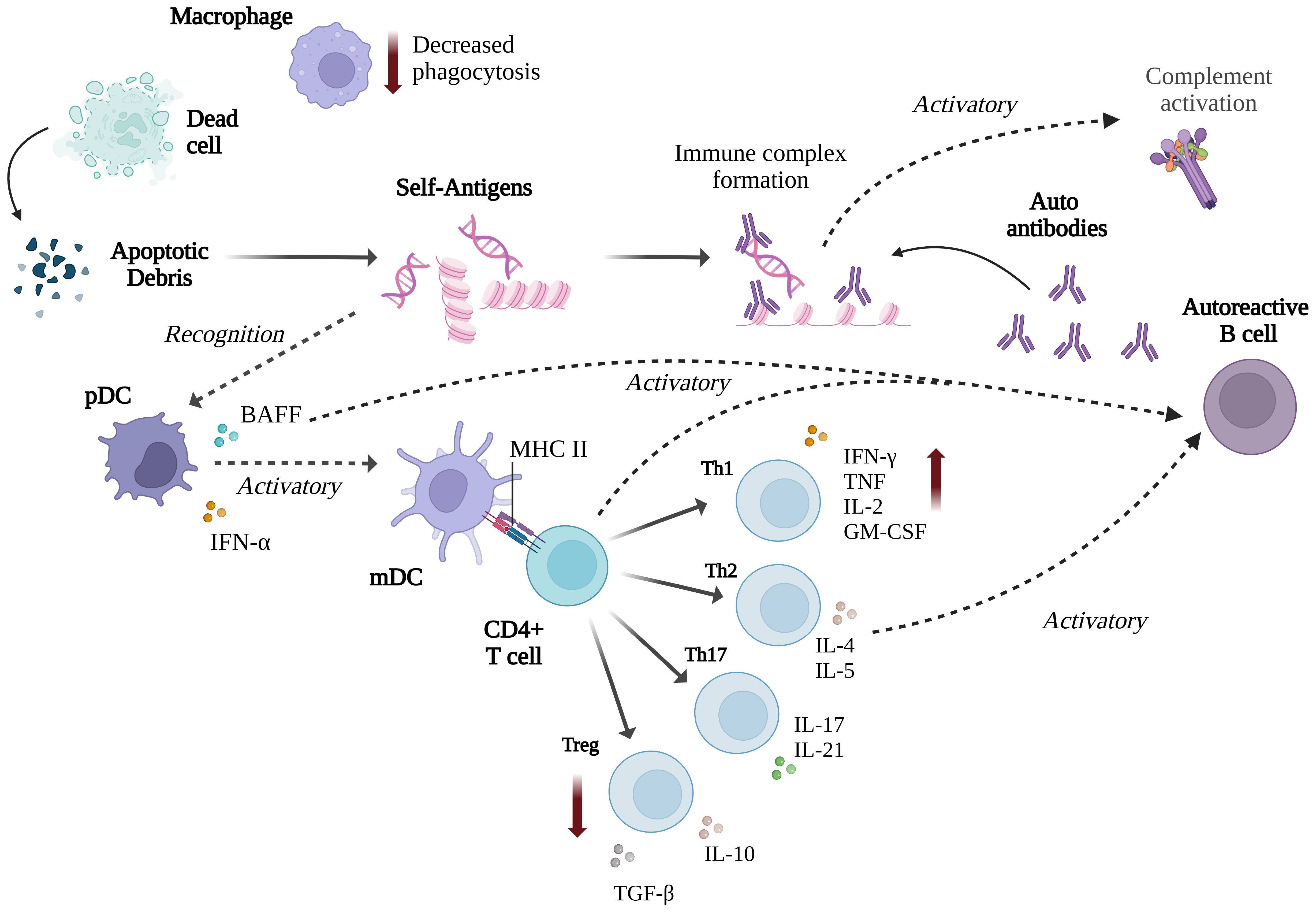 Flowchart illustrating the process from apoptotic cell debris to autoimmunity. Debris leads to self-antigens, forming immune complexes. These activate plasmacytoid (pDC) and myeloid dendritic cells (mDC), which interact with CD4+ and CD8+ T cells. T cells differentiate into Th1, Th2, Th17, T regulatory, and T effector cells. Cytokines like IFNγ, TNF, IL-2, GM-CSF, IL-4, IL-5, IL-13, IL-6, IL-10, IL-17, IL-23 are involved. Autoreactive B cells contribute to B cell activation, leading to autoantibody formation and potential autoimmunity.