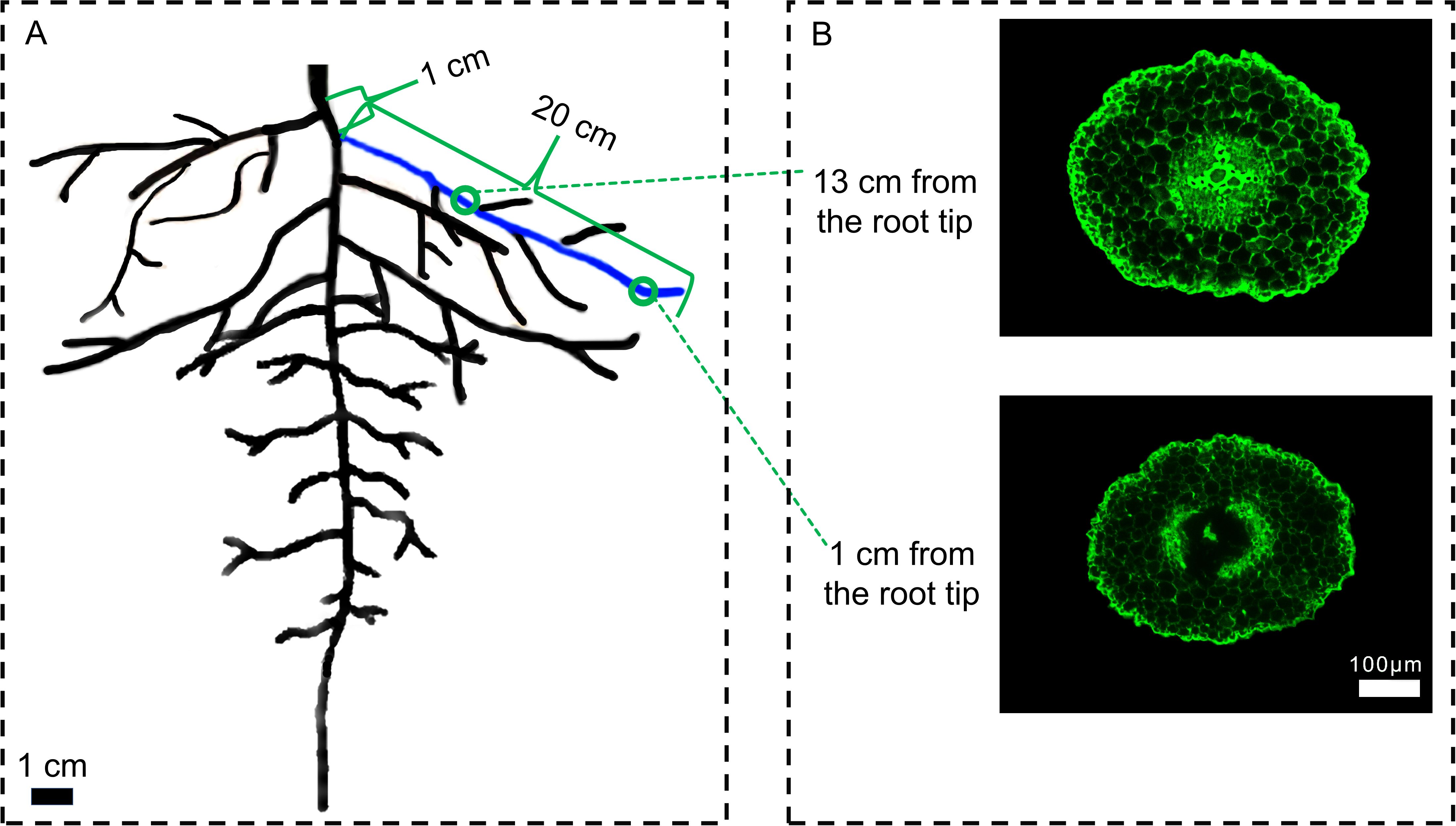 Diagram showing a root structure with labeled measurements. Part A displays the root with lines indicating 1 cm and 20 cm from the tip. Part B includes two microscopic images showing cross-sections of the root, with the top image 13 cm from the root tip and the bottom image 1 cm from the root tip. Both sections display green fluorescence highlighting cellular structures. Scale bars: 1 cm for the diagram and 100 micrometers for the images.