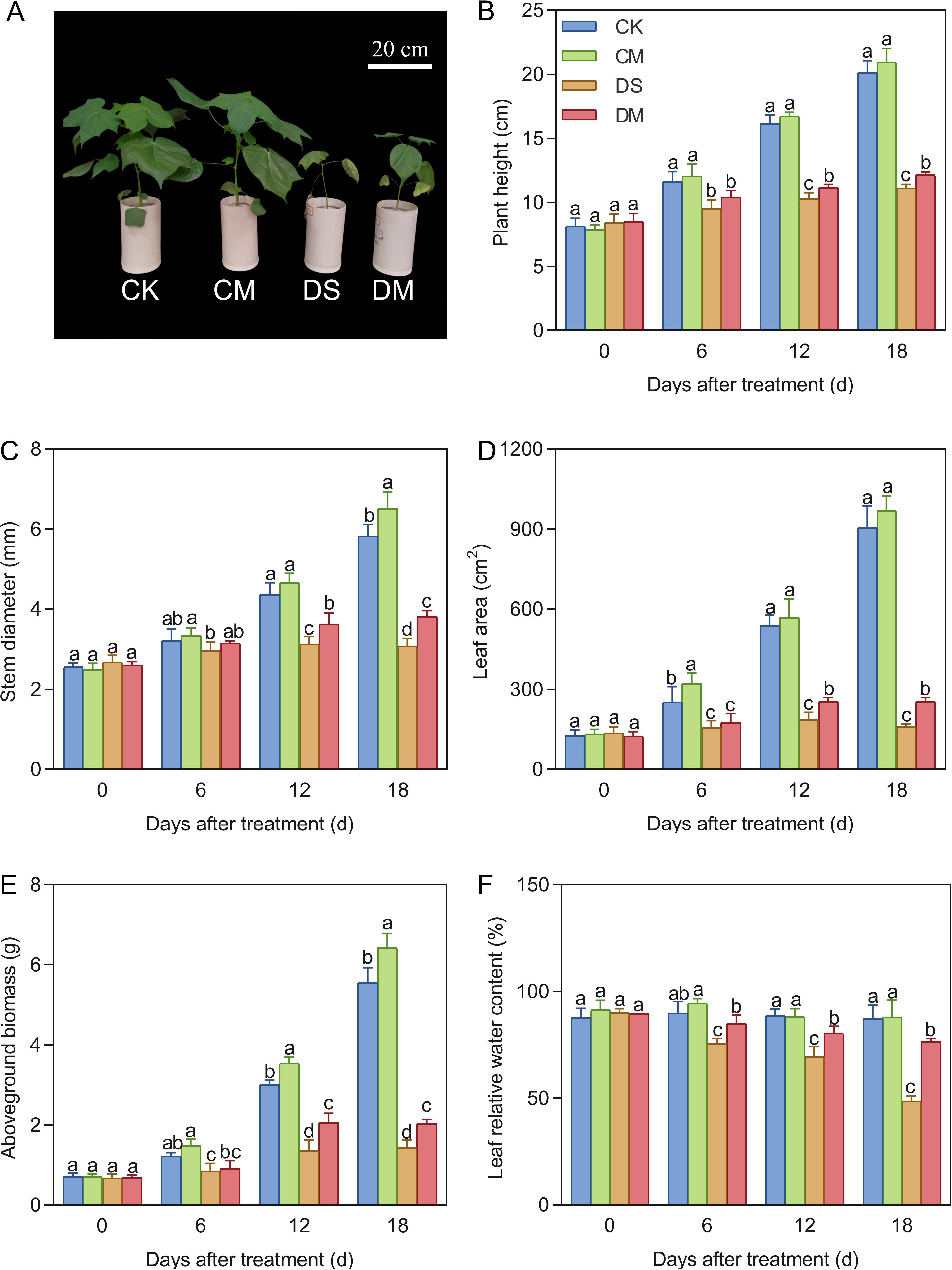 Images showing plant growth and measurements under different treatments. Image A displays four plants labeled CK, CM, DS, and DM, with a scale of 20 cm. Graph B shows plant height over 18 days, with CK and CM having greater height increases. Graph C presents stem diameter, with CM peaking on day 18. Graph D illustrates leaf area, where CK and CM show significant growth. Graph E indicates aboveground biomass, with CM showing the highest increase. Graph F shows relative leaf water content, where CK maintains stability, and DM decreases after treatment.