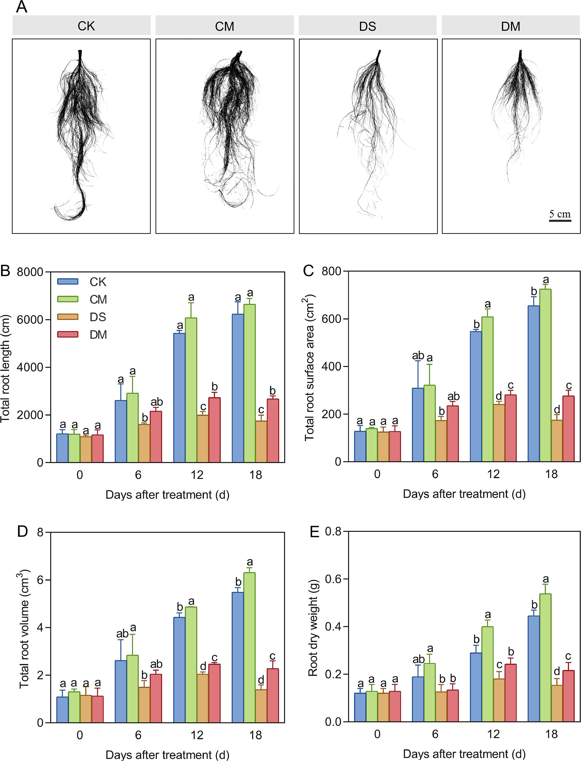 A composite image showing root samples and bar charts. Panel A displays four root samples labeled CK, CM, DS, and DM, arranged side by side for comparison, with a scale bar indicating 5 cm. Panels B to E show bar charts measuring root length, surface area, volume, and dry weight over time, with different treatments labeled CK, CM, DS, and DM on the x-axes. Data points marked with different letters indicate significant differences at various time intervals: 0, 6, 12, and 18 days.