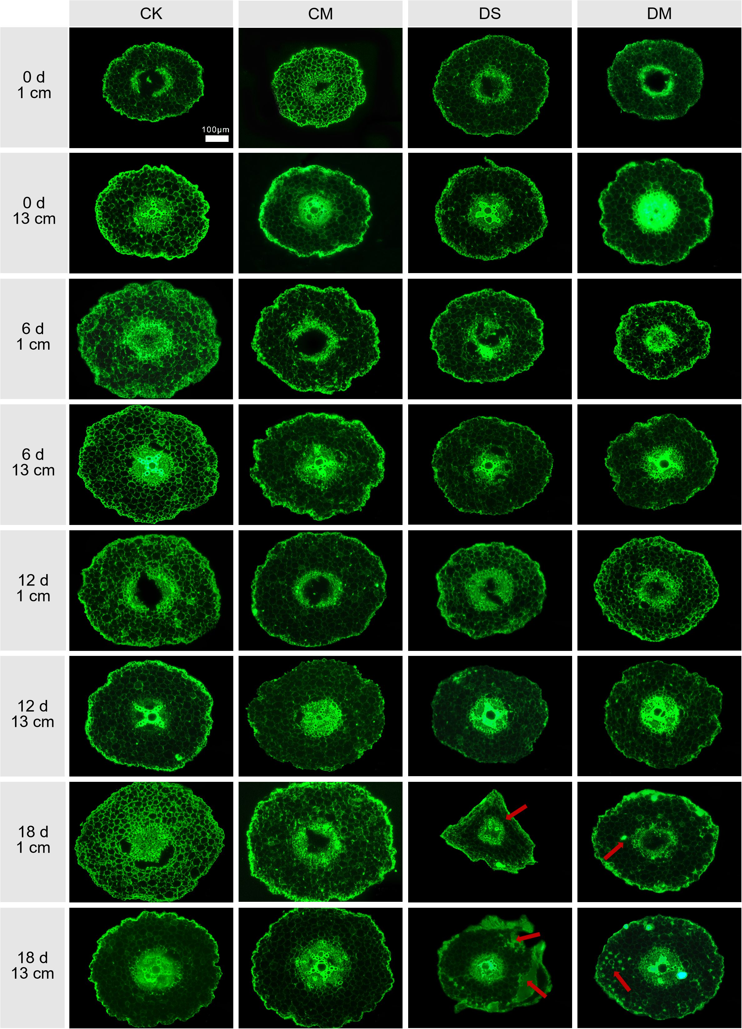 Fluorescent microscopy images arranged in a grid showing plant tissue samples. Four columns labeled CK, CM, DS, and DM, and six rows corresponding to different conditions: 0 days, 6 days, 12 days, and 18 days at 1 centimeter and 13 centimeters depth. Green fluorescence highlights cellular structures, with structural changes noted over time. Red arrows in some images indicate specific features. Scale bar is provided.