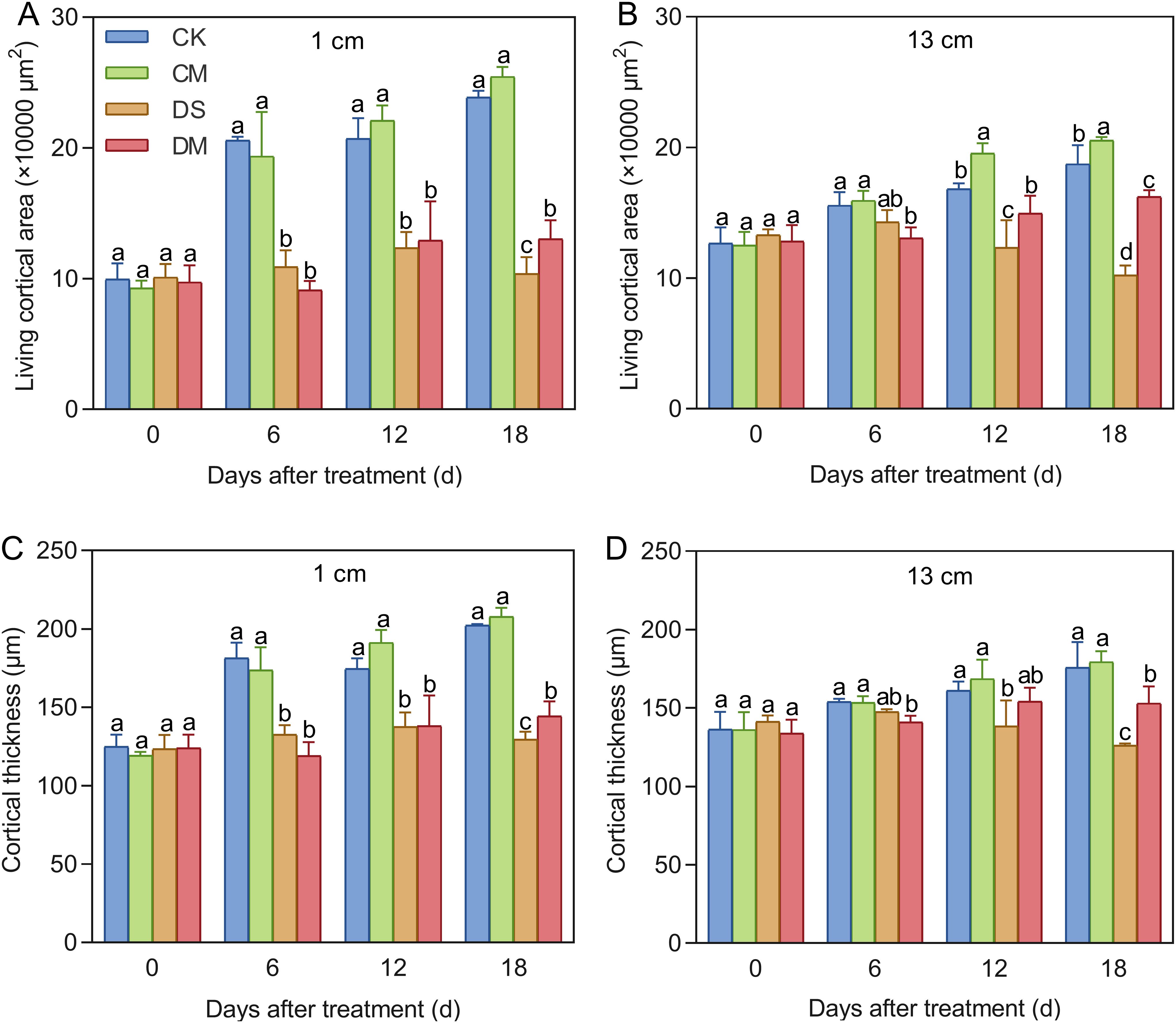 Bar charts labeled A, B, C, and D display data on living cortical area and cortical thickness over 0, 6, 12, and 18 days after treatment. Charts A and C are for 1 cm; B and D are for 13 cm. Different treatments (CK, CM, DS, DM) are color-coded. Error bars and statistical significance are indicated by letters above bars.