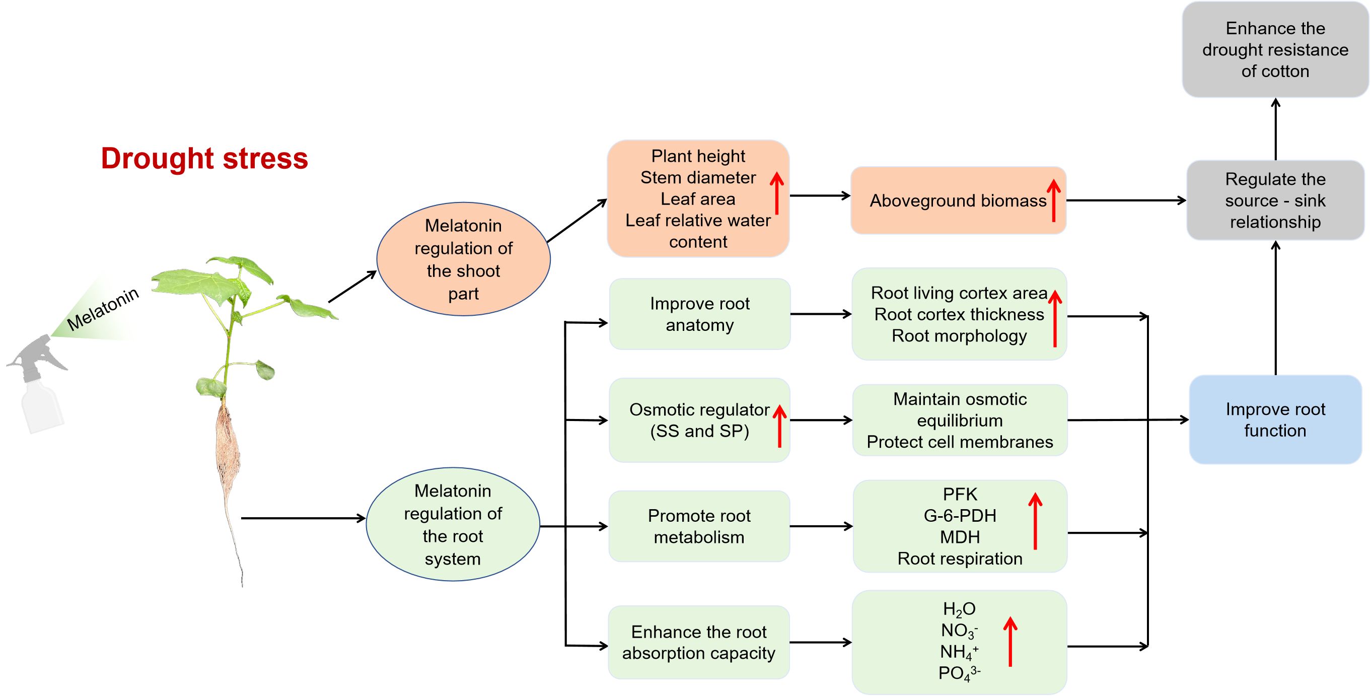 Diagram showing the effects of melatonin on cotton under drought stress. Melatonin application improves shoot part by increasing plant height, stem diameter, leaf area, and water content, enhancing aboveground biomass. It also regulates the root system by improving anatomy, acting as an osmotic regulator, promoting root metabolism, and enhancing absorption capacity. These improvements lead to better root function, regulating the source-sink relationship and enhancing drought resistance. Arrows indicate progression and areas of increase.