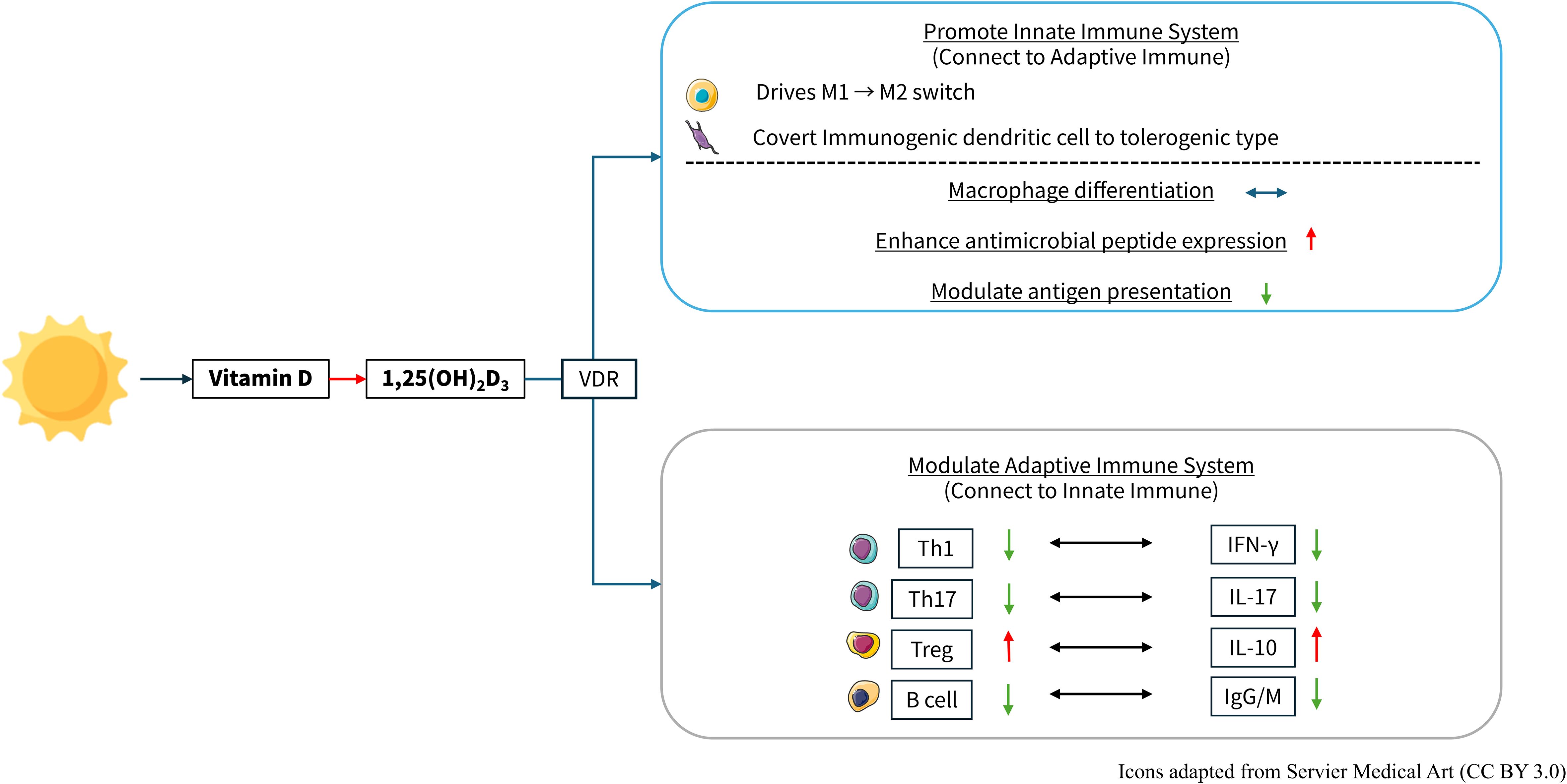 Diagram illustrating the role of Vitamin D in immune system modulation. Sunlight converts to Vitamin D, then to 1,25(OH)₂D₃, impacting VDR. The promotion of the innate immune system occurs via macrophage differentiation and enhanced antimicrobial peptide expression. The modulation of the adaptive immune system involves Th1, Th17, Treg, and B cells, affecting cytokines and antibody production.