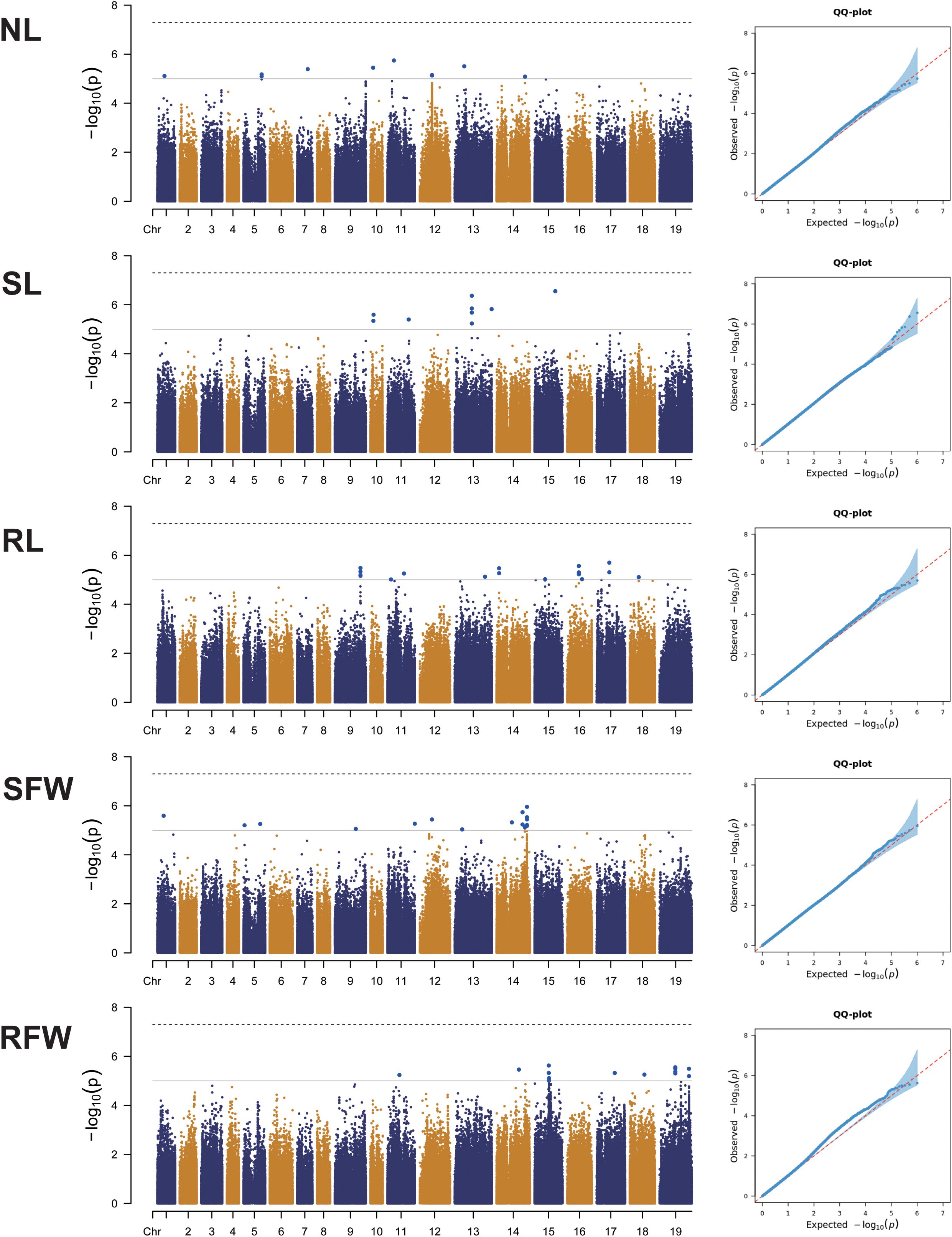 Grouped images display Manhattan plots with corresponding Q-Q plots for traits NL, SL, RL, SFW, and RFW. Each Manhattan plot shows genome-wide association results with x-axis for chromosomes and y-axis for -log10 p-values. Alternating colors distinguish chromosomes. Q-Q plots compare observed versus expected -log10 p-values, with a diagonal reference line.