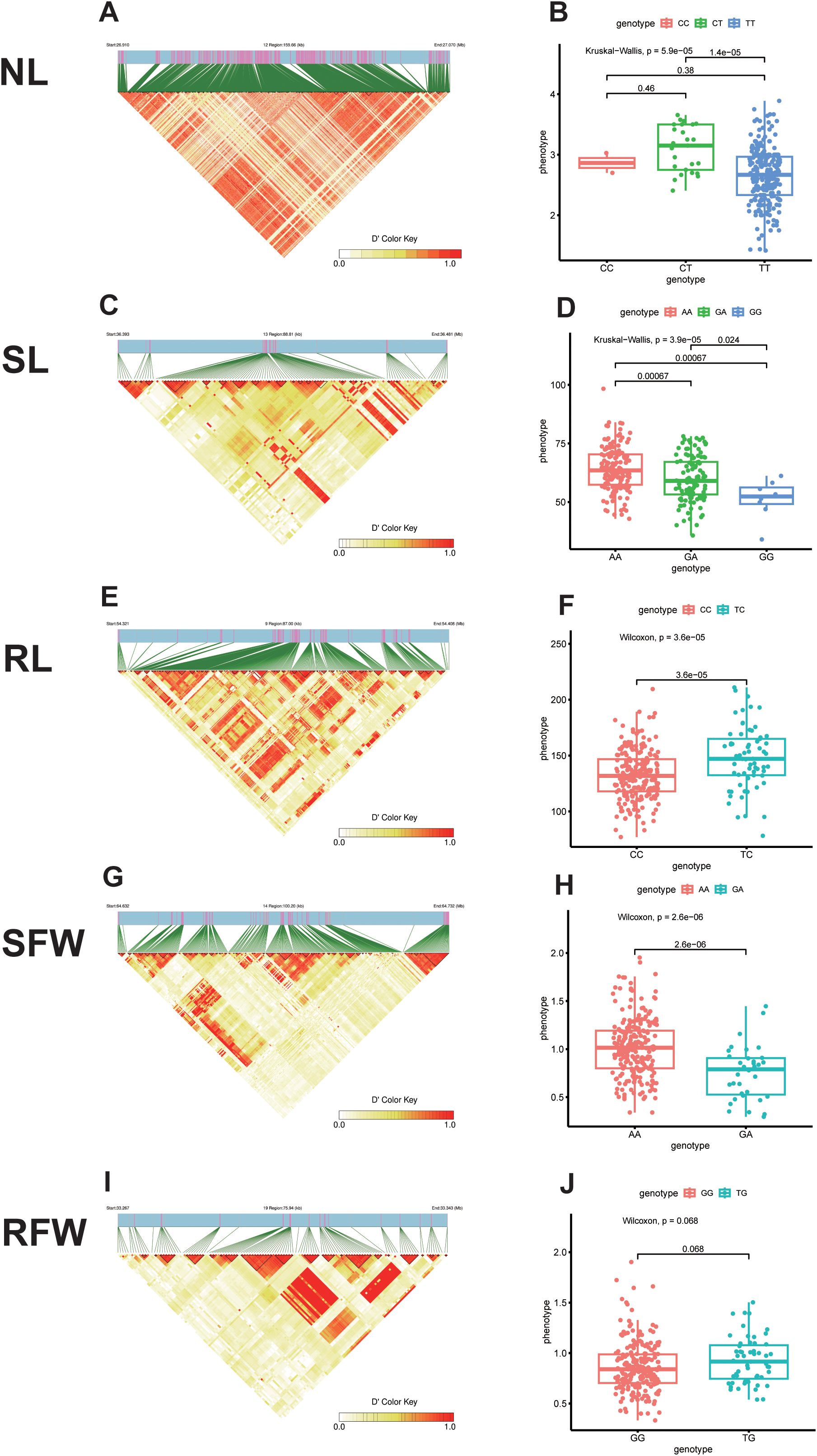 The image contains a series of panels showing linkage disequilibrium heatmaps and associated box plots. Panels labeled A, C, E, G, and I display triangular heatmaps with color keys from white to red, indicating varying levels of linkage disequilibrium. Panels B, D, F, H, and J feature box plots illustrating phenotype distributions across different genotypes. Statistical significance is highlighted with Kruskal-Wallis and Wilcoxon p-values above each plot. The genotypes vary in each box plot, shown in different colors, representing distinct data comparisons.