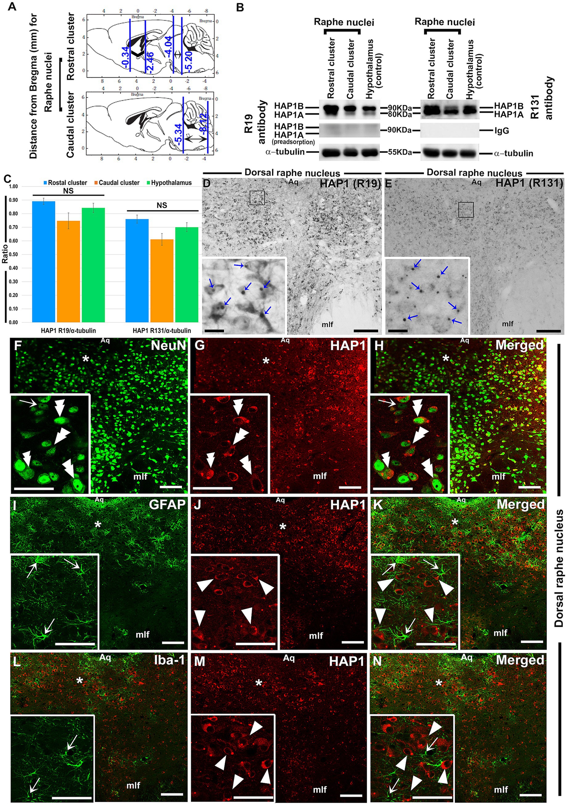 Scientific figure illustrating various assays and analyses related to HAP1 expression in the raphe nuclei and hypothalamus. Panel A shows diagrams of brain sections highlighting the rostral and caudal clusters. Panel B depicts Western blot results for HAP1 in different brain regions. Panel C presents a bar graph comparing HAP1 expression ratios. Panels D and E show immunohistochemical staining for HAP1 with insets highlighting cellular localization. Panels F to N contain fluorescent images showing colocalization of HAP1 with markers NeuN, GFAP, and Iba-1, with merged images indicating overlapping expression. Scale bars and labeling are included for reference.
