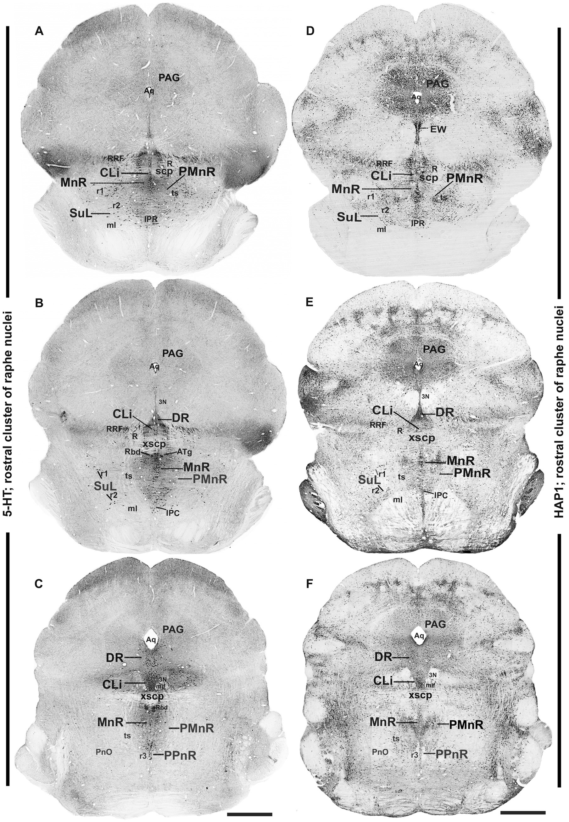 Histological sections of brain tissue, labeled A to F, show different clusters of nuclei with various anatomical identifiers like SuL, MnR, and PMnR. Each panel is divided into left and right columns representing different staining techniques, 5-HT and HAP1. The labels indicate specific regions and pathways within the brain.
