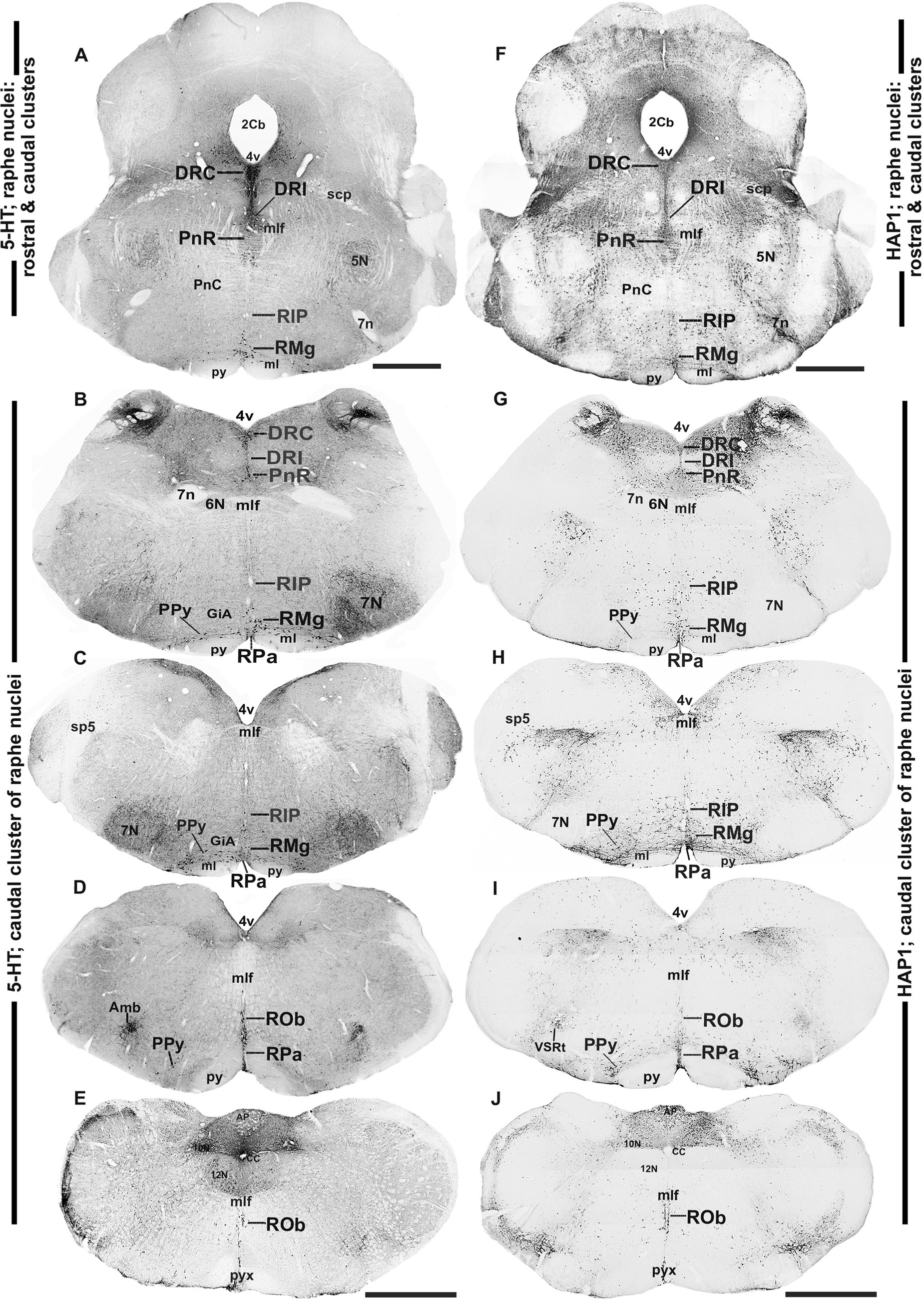 Coronal sections of brain tissue comparing the distribution of 5-HT and HAP1 in raphe nuclei. Panels A-E show 5-HT labeled sections, while panels F-J show HAP1. Each section is labeled with specific brain regions and structures, such as the dorsal raphe nucleus (DRC), raphe pallidus (RPa), and raphe obscurus (ROb). The left column (5-HT) depicts serotonergic clusters, while the right column (HAP1) illustrates the distribution of HAP1. Scale bars are present for reference.
