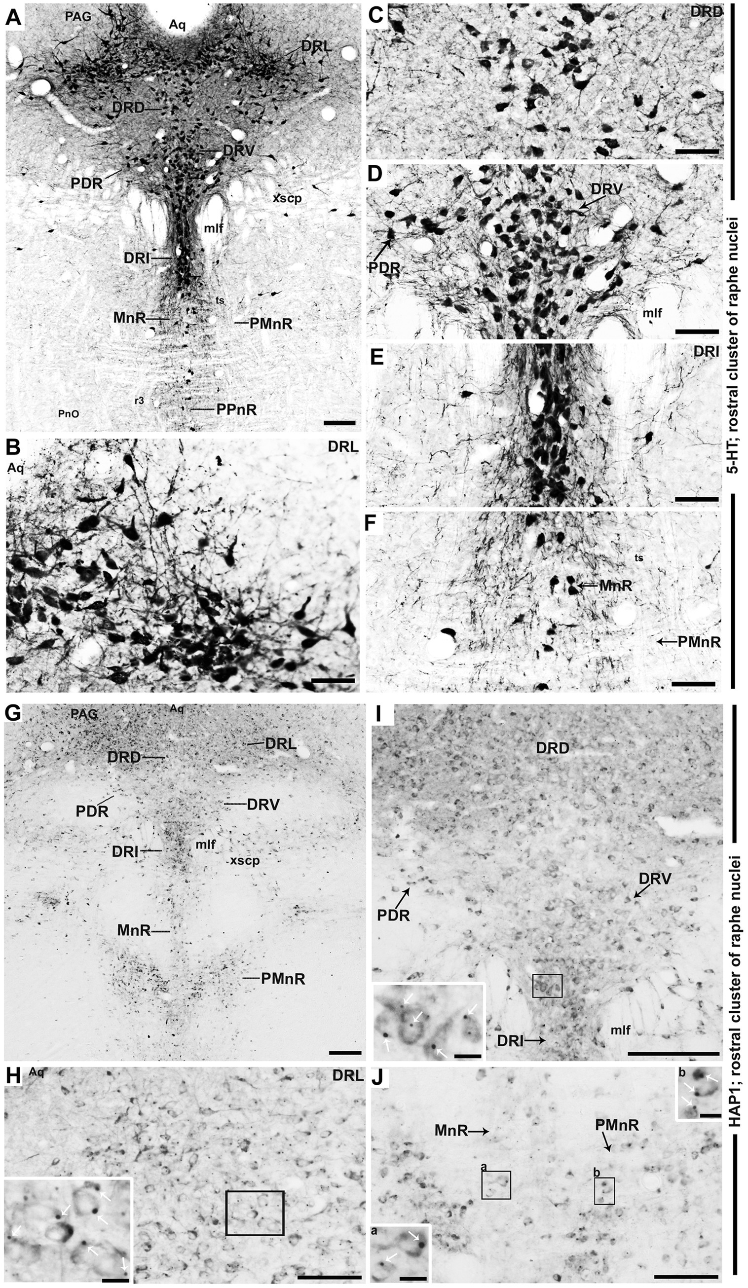 Microscopic images of brain tissue sections highlight the rostral cluster of raphe nuclei, labeled with 5-HT and HAP1 markers. Panels A through J show areas like DRL, DRV, MnR, and PMnR with various levels of cell density and staining. Insets in H, I, and J offer magnified views of cellular structures and marker labels.
