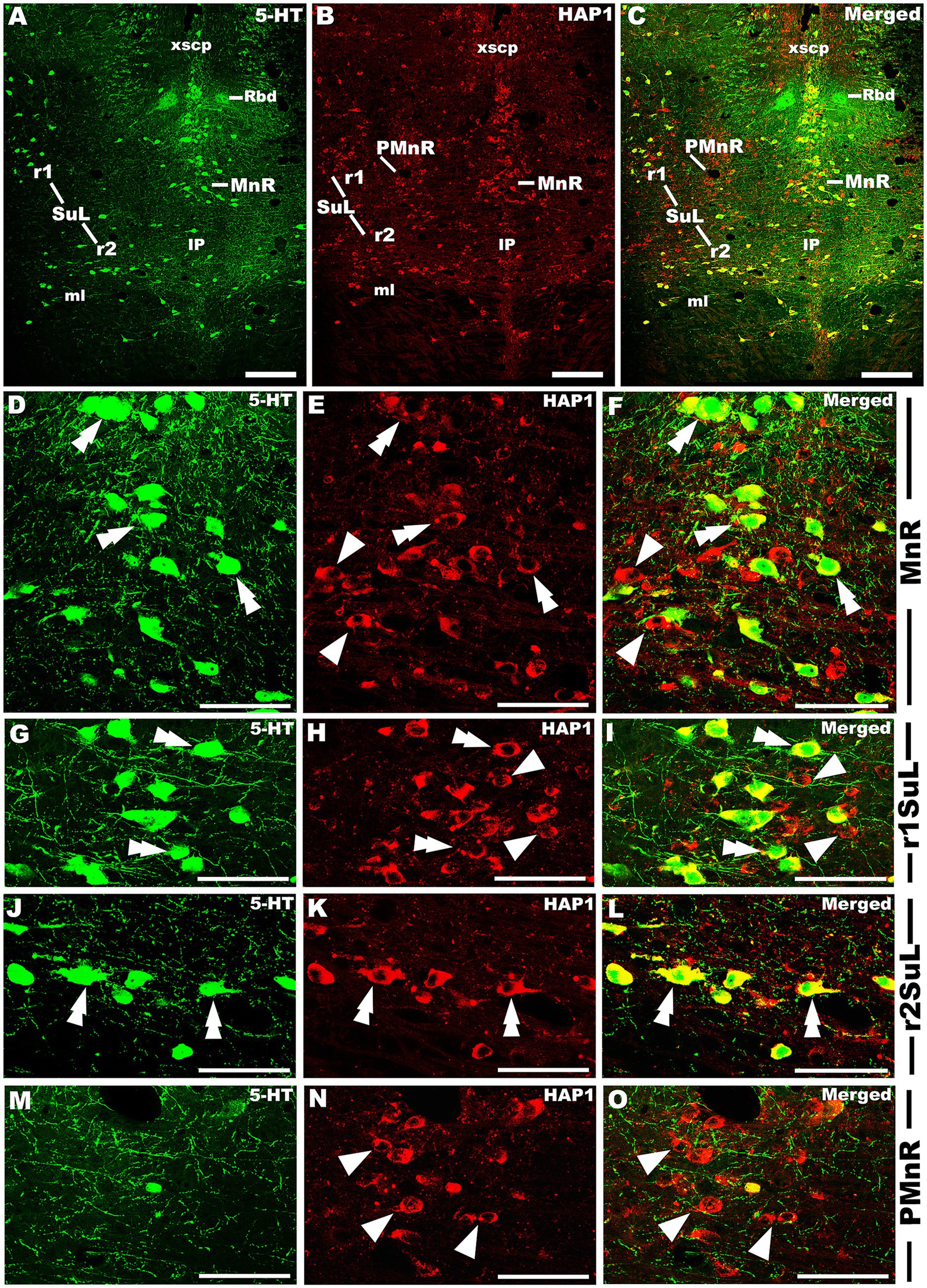 Fluorescence microscopy images show cellular structures labeled in green for 5-HT (serotonin) and red for HAP1 across different regions with merged views in yellow. Panels A-C display the regions with specific labels like PMnR and SuL. Panels D-F show cellular clusters marked by arrowheads. Panels G-I highlight distinct cellular formations. Panels J-L and M-O similarly present cellular areas with markings and merged visualizations. Each row emphasizes different areas with merged images combining signals.
