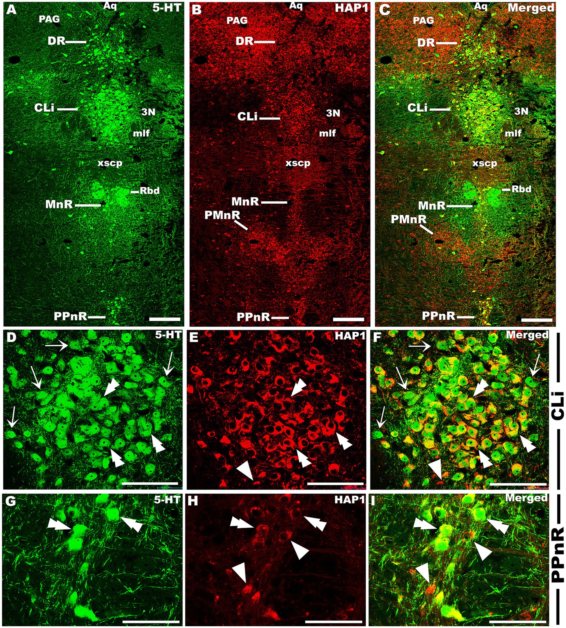 Fluorescent immunohistochemistry images show sections of brain tissue, highlighting different regions with labels such as PAG, DR, CLi, MnR, and PPnR. Panels A, D, and G display green staining for 5-HT. Panels B, E, and H exhibit red staining for HAP1. Panels C, F, and I present merged images, illustrating overlap between the two stains. Arrows and arrowheads indicate specific cellular features.