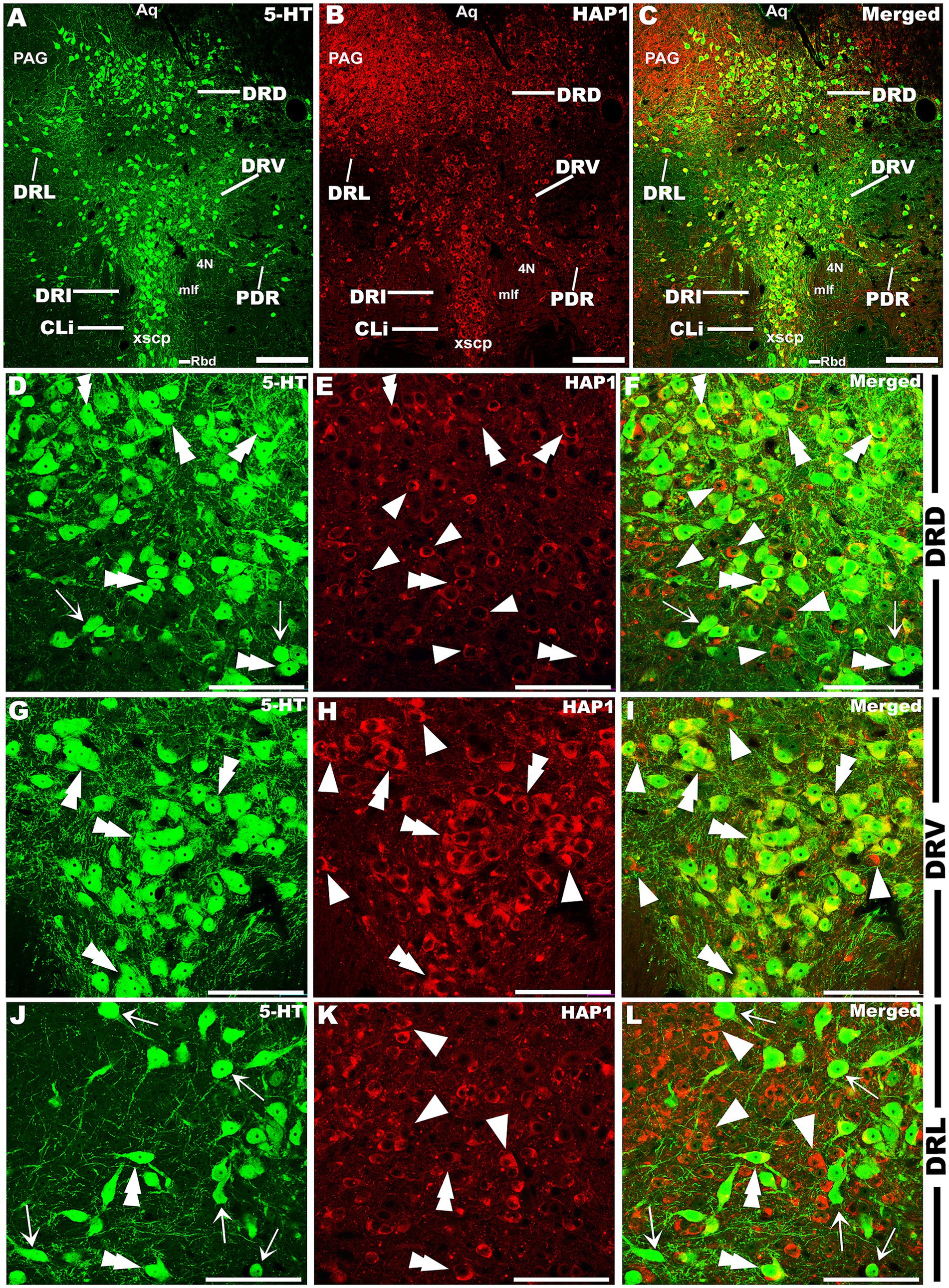 Fluorescent microscopy images show serotonin (5-HT) and HAP1 protein expressions. Panels A-C depict the dorsal raphe nucleus divisions with green and red fluorescence indicating 5-HT and HAP1, respectively, and a merged view. Panels D-F, G-I, and J-L provide detailed images of subdivisions DRD, DRV, and DRL, respectively. Arrowheads and arrows highlight specific regions and cellular structures. The merged images illustrate colocalization between 5-HT and HAP1, marked by overlapping yellow color. White labels identify anatomical landmarks and divisions.