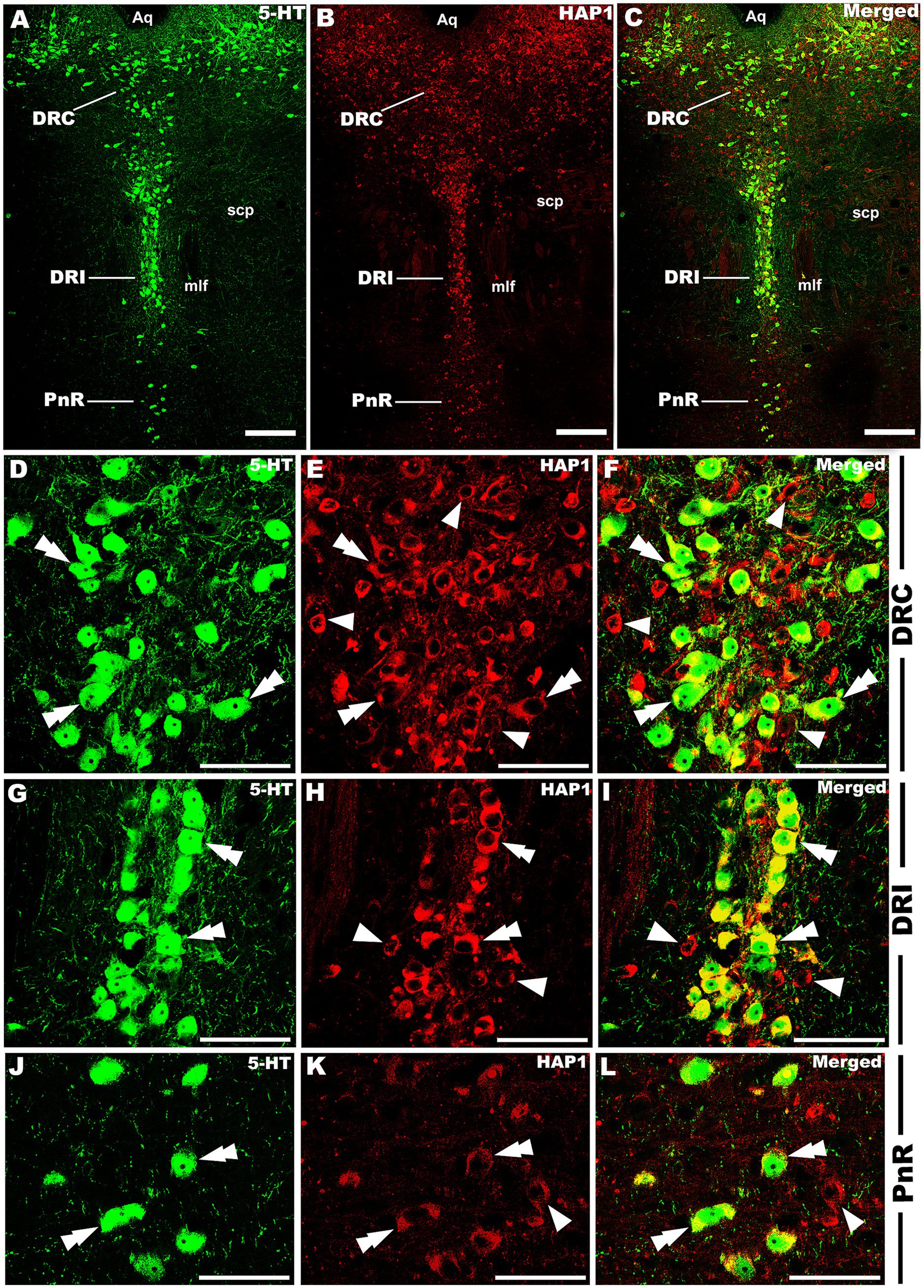 Immunohistochemistry images showing 5-HT in green and HAP1 in red across various regions: DRC, DRI, and PnR. Panels A-F show DRC with individual and merged images, highlighting colocalization. Panels G-I depict DRI, and panels J-L illustrate PnR, also with merged images indicating overlap. Arrows mark areas of interest.