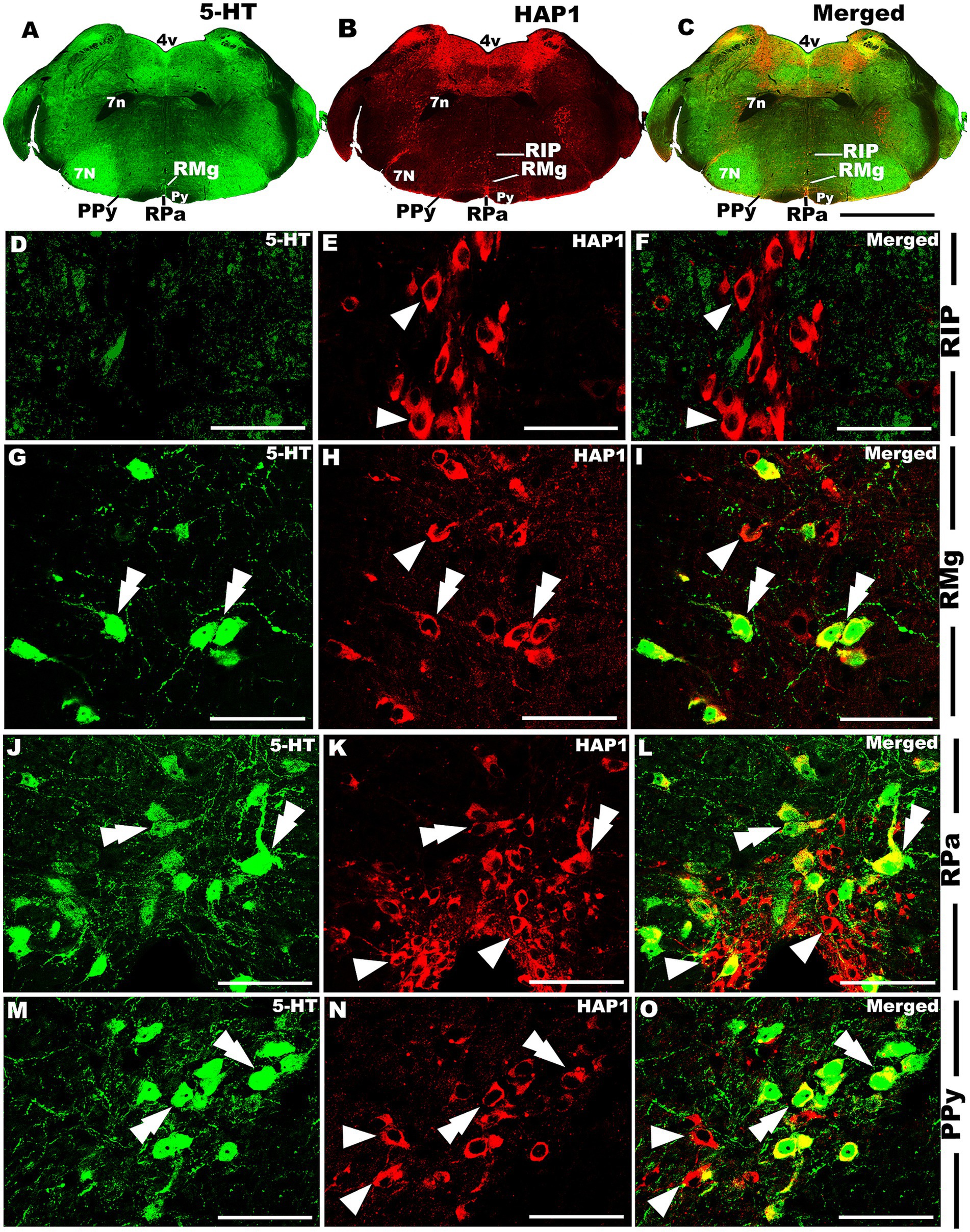 Fluorescent microscopy images display brain sections with different staining. Panels A-C show three sections with 5-HT (green), HAP1 (red), and merged images, highlighting areas labeled with RIP, RMg, RPa, and PPy. Panels D-O show cellular structures with arrows indicating significant regions where 5-HT and HAP1 overlap, with merged panels illustrating combined fluorescence in various brain regions. Scale bars are present for reference.