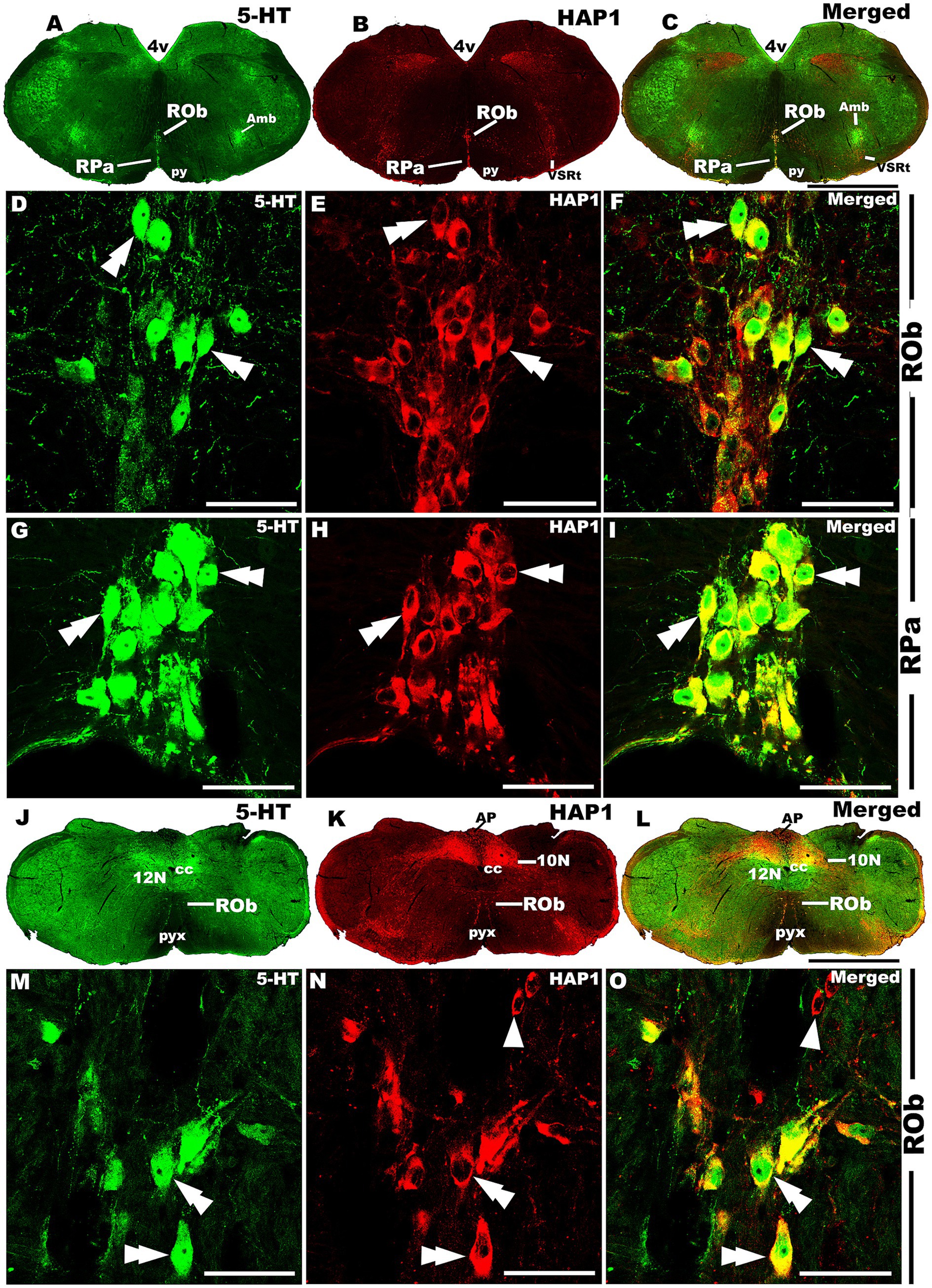 Fluorescence microscopy images show brain sections labeled with 5-HT in green and HAP1 in red. Images A, B, and C depict the overall view, showing regions like the raphe obscurus (ROb) and raphe pallidus (RPa). Panels D to F highlight cellular details in the ROb with merged images revealing co-localization in yellow. Panels G to I focus on the RPa. Panels J to L show another section with additional labeling, and panels M to O provide detailed views of individual cells in the ROb, illustrating the overlap between 5-HT and HAP1.