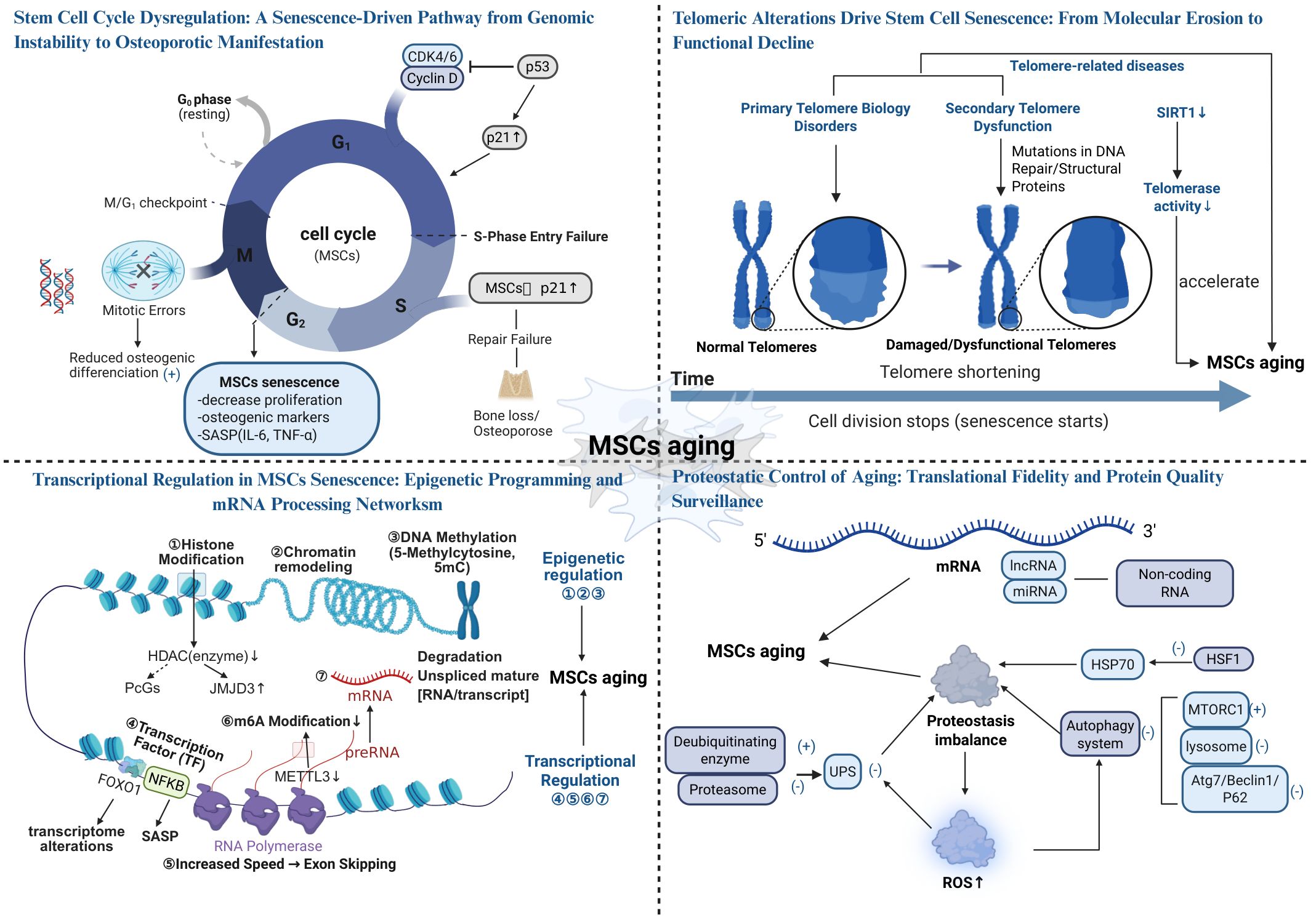 Diagram explaining stem cell cycle dysregulation, focusing on mesenchymal stem cells (MSCs) aging. Clockwise: cell cycle showing Gâ‚€ phase, mitotic errors, senescence, osteogenic markers; telomere alterations leading to telomere shortening and senescence; proteostatic control, including non-coding RNA and protein quality control; transcription regulation through epigenetic modifications like histone modification, chromatin remodeling, and DNA methylation. All processes contribute to MSCs aging and reduced cellular functionality.