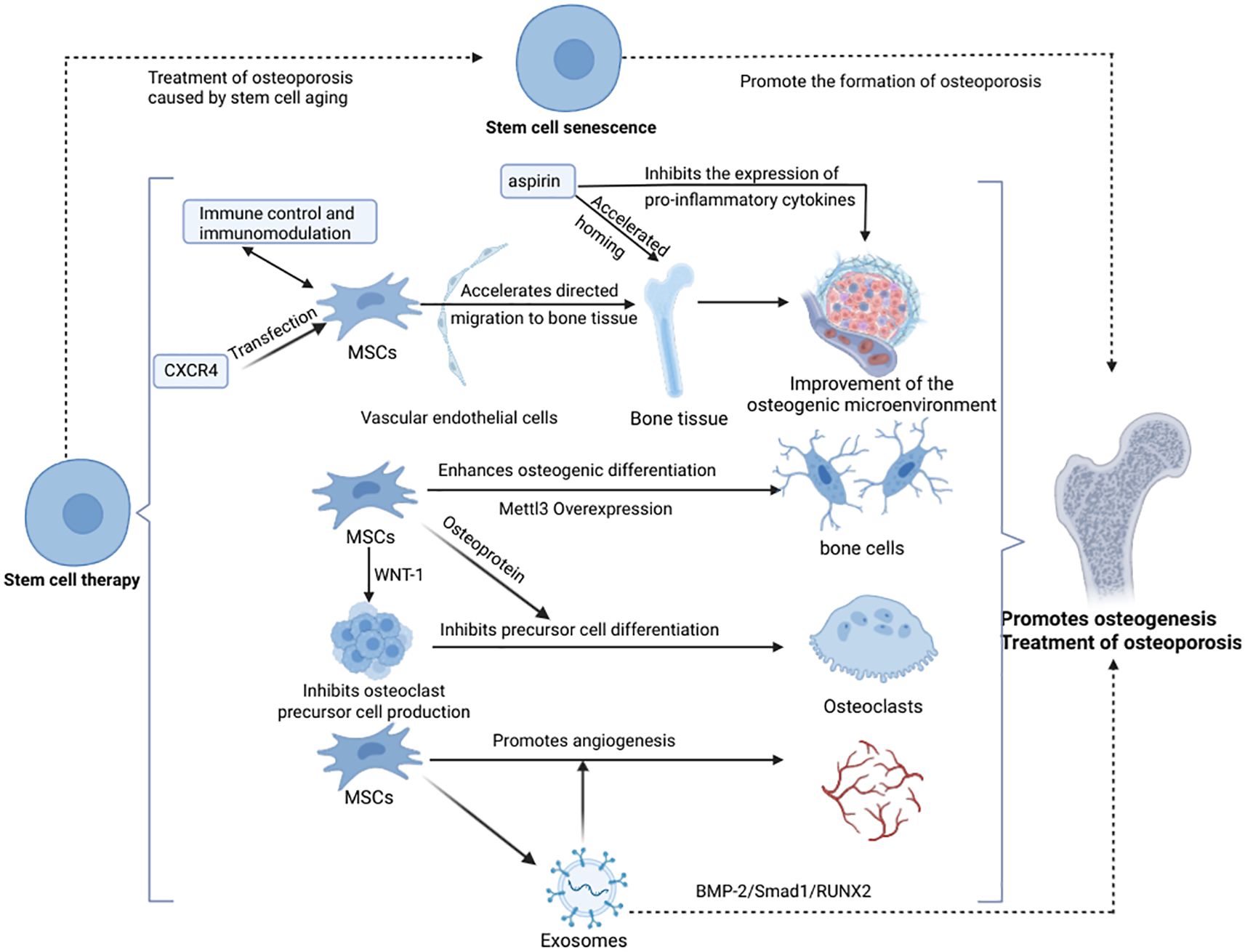 Diagram illustrating how stem cell therapy treats osteoporosis. Stem cell aging leads to senescence, promoting osteoporosis. Aspirin inhibits pro-inflammatory cytokines, improving the osteogenic microenvironment. MSCs (mesenchymal stem cells) with overexpressed Mettl3 and other factors enhance bone cell differentiation. Exosomes promote angiogenesis. These processes collectively support osteogenesis and osteoporosis treatment.