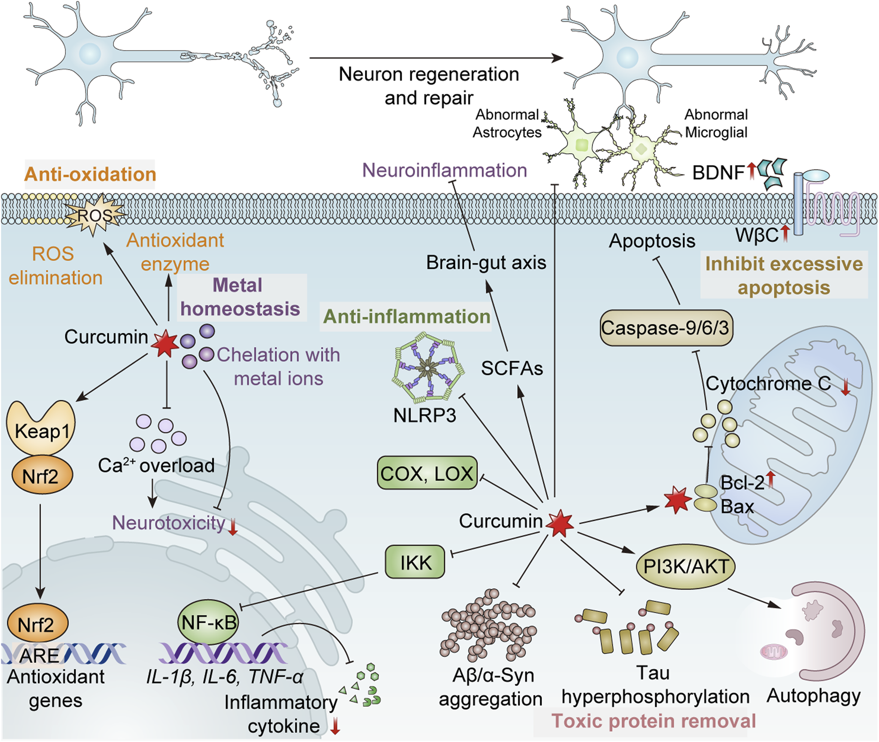 Diagram illustrating the neuroprotective effects of curcumin. Key functions include anti-oxidation, anti-inflammation, inhibition of excessive apoptosis, and toxic protein removal. Curcumin aids neuron regeneration, repairs damage, and maintains metal homeostasis by chelating metal ions, reducing neurotoxicity. It also activates pathways involving Nrf2, reducing reactive oxygen species and inflammatory cytokines. Curcumin impacts NLRP3, COX, LOX, and supports the brain-gut axis. It inhibits apoptosis by affecting caspases and Bcl-2, promotes autophagy, and reduces protein aggregation and tau hyperphosphorylation. BDNF and WBC levels increase under its influence.