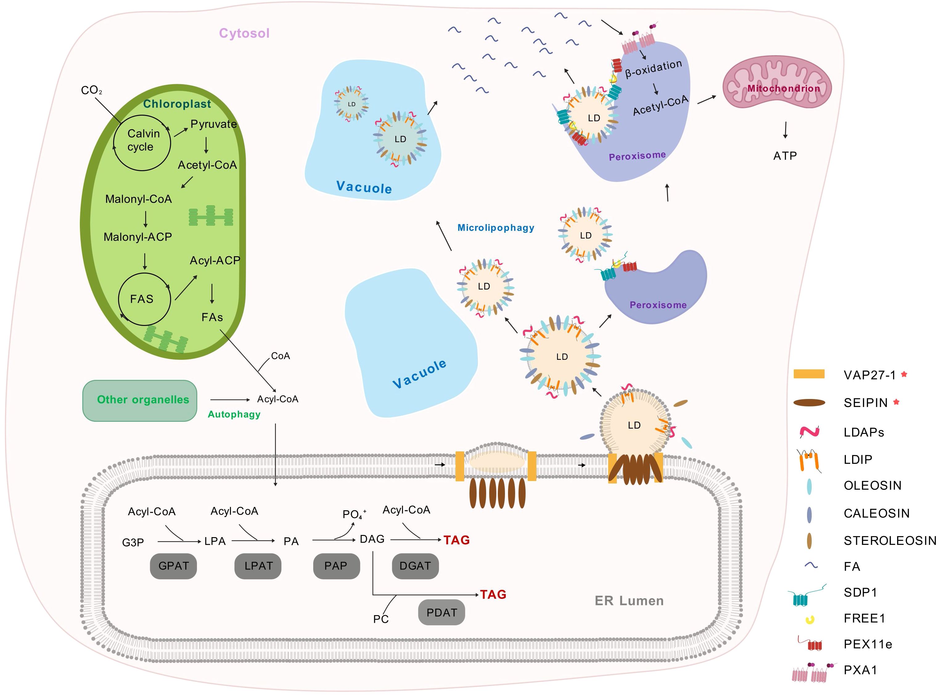 Diagram illustrating lipid droplet biogenesis and metabolism within a cell. The chloroplast converts carbon dioxide to fatty acids via the Calvin cycle and fatty acid synthase. Fatty acids are processed in other organelles, eventually forming triacylglycerol in the endoplasmic reticulum. Lipid droplets transport to vacuoles and peroxisomes, undergoing beta-oxidation to form acetyl-CoA for mitochondrial ATP production. Various proteins facilitate these processes, including VAP27-1 and SEIPIN. Key structures like the mitochondrion, vacuole, and endoplasmic reticulum are labeled.