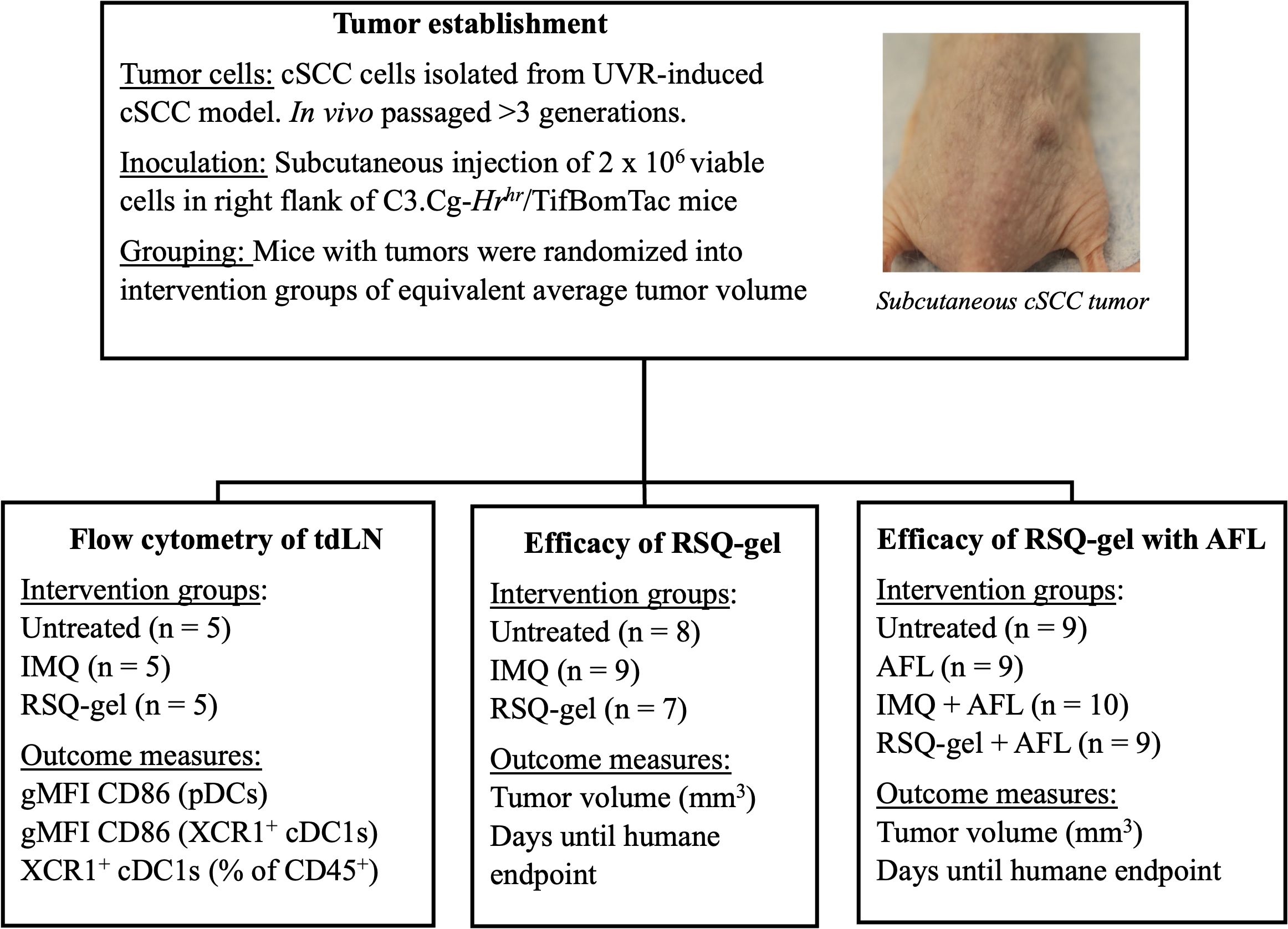Flowchart explaining the experimental setup for studying cSCC tumors. Top section titled “Tumor establishment” details cell isolation, inoculation, and grouping methods. Flowchart splits into three columns: “Flow cytometry of tdLN,” “Efficacy of RSQ-gel,” and “Efficacy of RSQ-gel with AFL.” Each lists intervention groups, such as untreated, IMQ, RSQ-gel, AFL, and outcome measures, including gMFI CD86 and tumor volume. A small image shows a subcutaneous cSCC tumor.