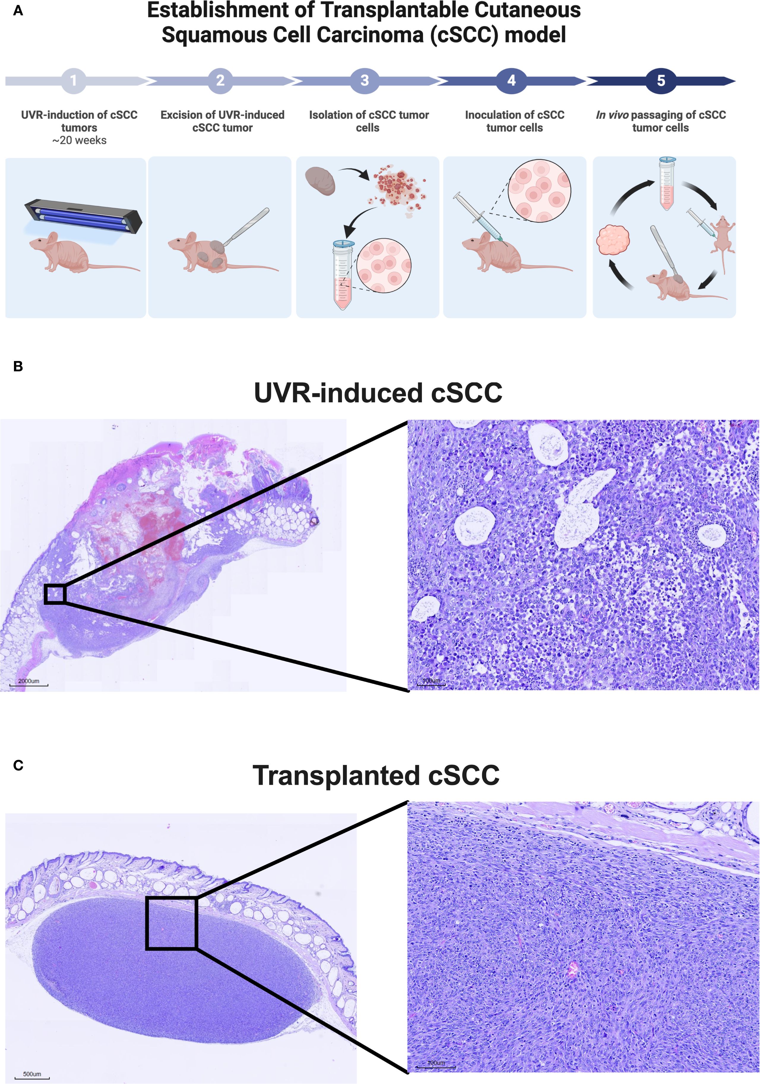Diagram illustrating the establishment of a transplantable cutaneous squamous cell carcinoma (cSCC) model. It includes steps from UVR induction to in vivo passaging in mice. Below are histological comparisons: B shows a UVR-induced cSCC with a close-up of cellular details, while C displays a transplanted cSCC with its own cellular magnification.