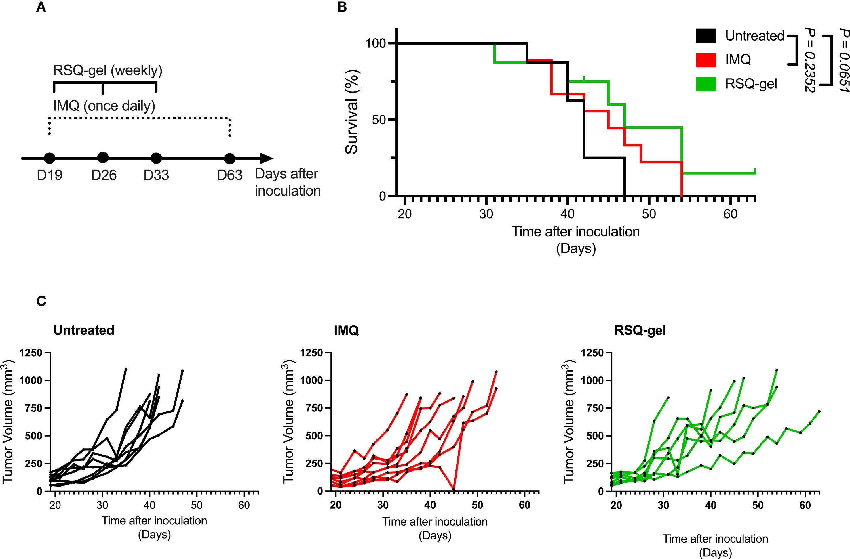 Three graphs depict the effects of treatments on tumor growth and survival in mice after inoculation. (A) Timeline shows RSQ-gel applied weekly and IMQ applied daily. (B) Survival curve compares untreated (black), IMQ (red), and RSQ-gel (green). RSQ-gel shows improved survival. Significant P-values indicate differences. (C) Tumor volume graphs show untreated (black) with higher growth compared to IMQ (red) and RSQ-gel (green), with RSQ-gel having the least tumor growth over 60 days.