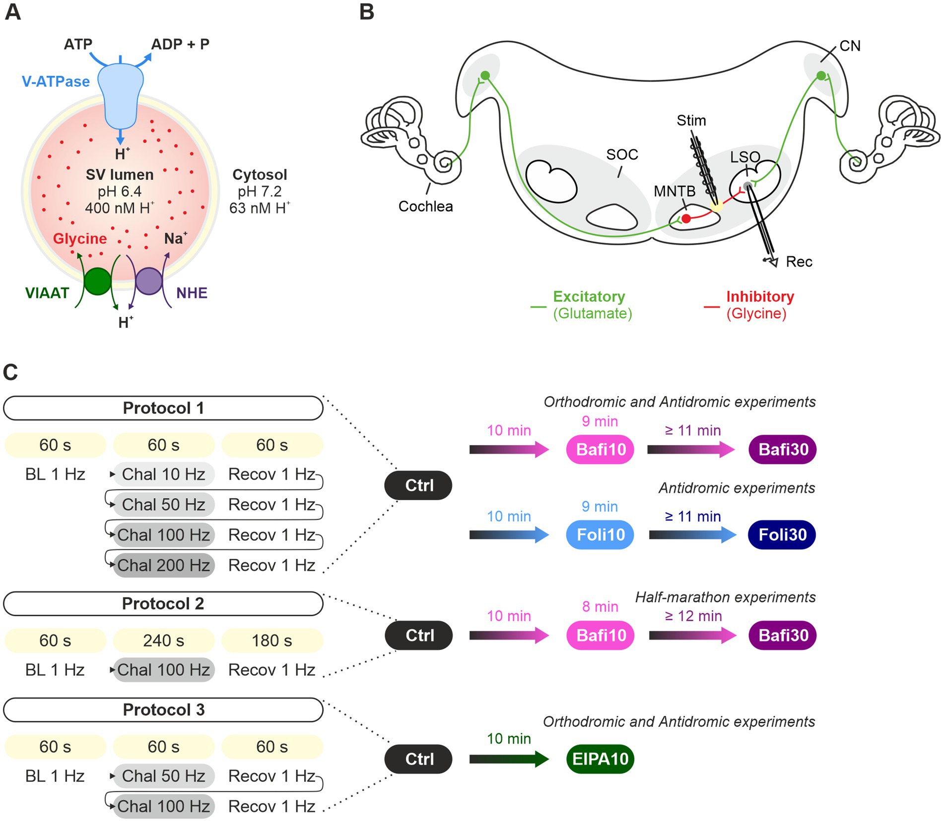 Diagram divided into three sections: (A) Illustrates synaptic vesicle (SV) with V-ATPase pumping protons into the lumen, showing glycine and sodium transport. (B) Shows auditory pathway with excitatory (glutamate) and inhibitory (glycine) pathways from the cochlea through the MNTB and LSO. (C) Describes experimental protocols and timeframes for orthodromic and antidromic experiments with Bafi, Foli, and EIPA treatments.