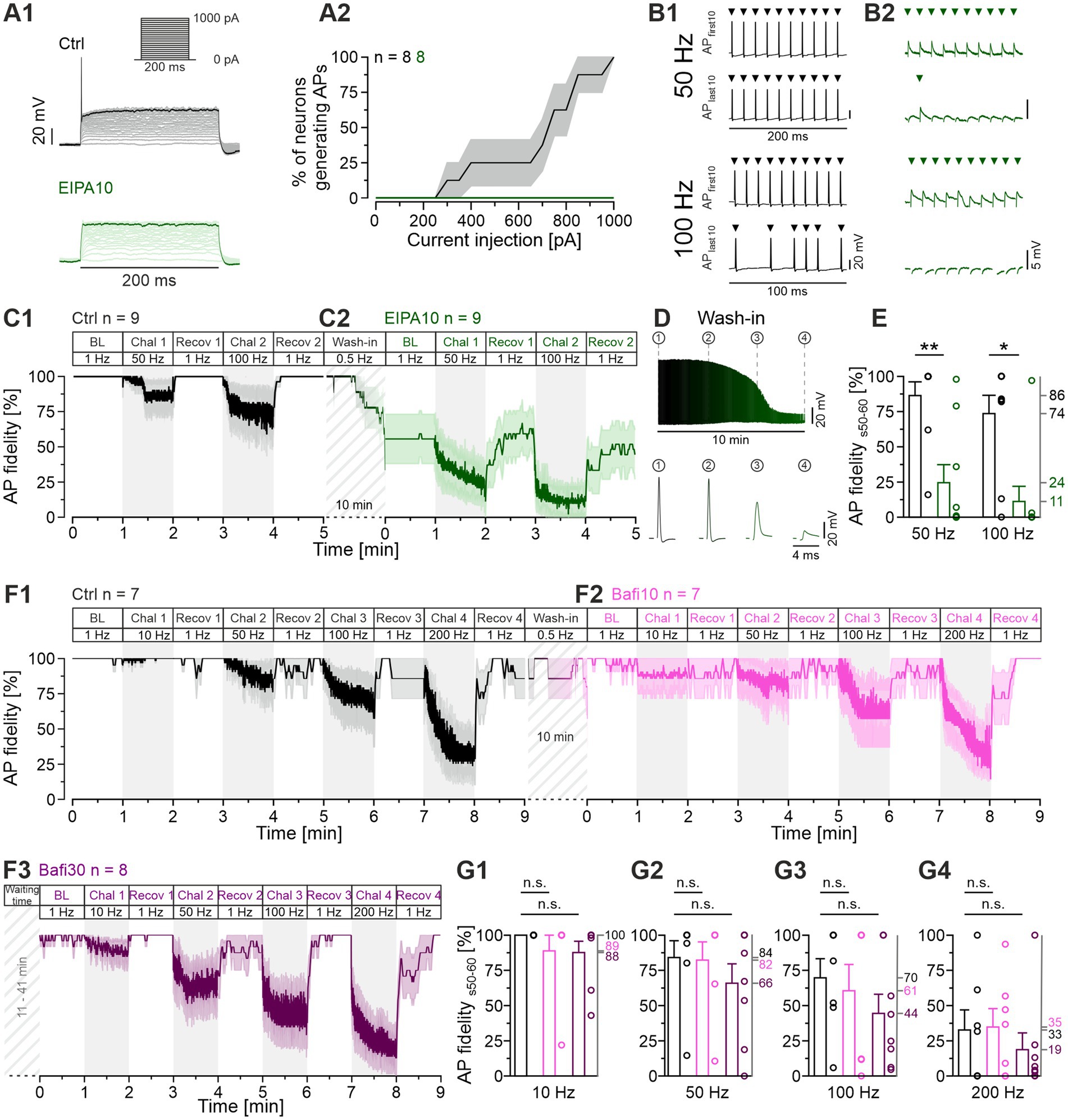 A series of scientific graphs and traces showing the effects of various treatments on neuronal action potential (AP) fidelity. Panels A1-A2 depict AP generation percentages with current injections under control and EIPA10 conditions. B1-B2 display AP fidelity at 50 Hz and 100 Hz. C1-C2 show time courses of AP fidelity for control and EIPA10. D illustrates the wash-in effect. E compares AP fidelity at 50 Hz and 100 Hz with statistical significance markers. F1-F3 present time courses under control, Bafi10, and Bafi30 conditions. G1-G4 provide summary graphs of AP fidelity at different frequencies, marked with