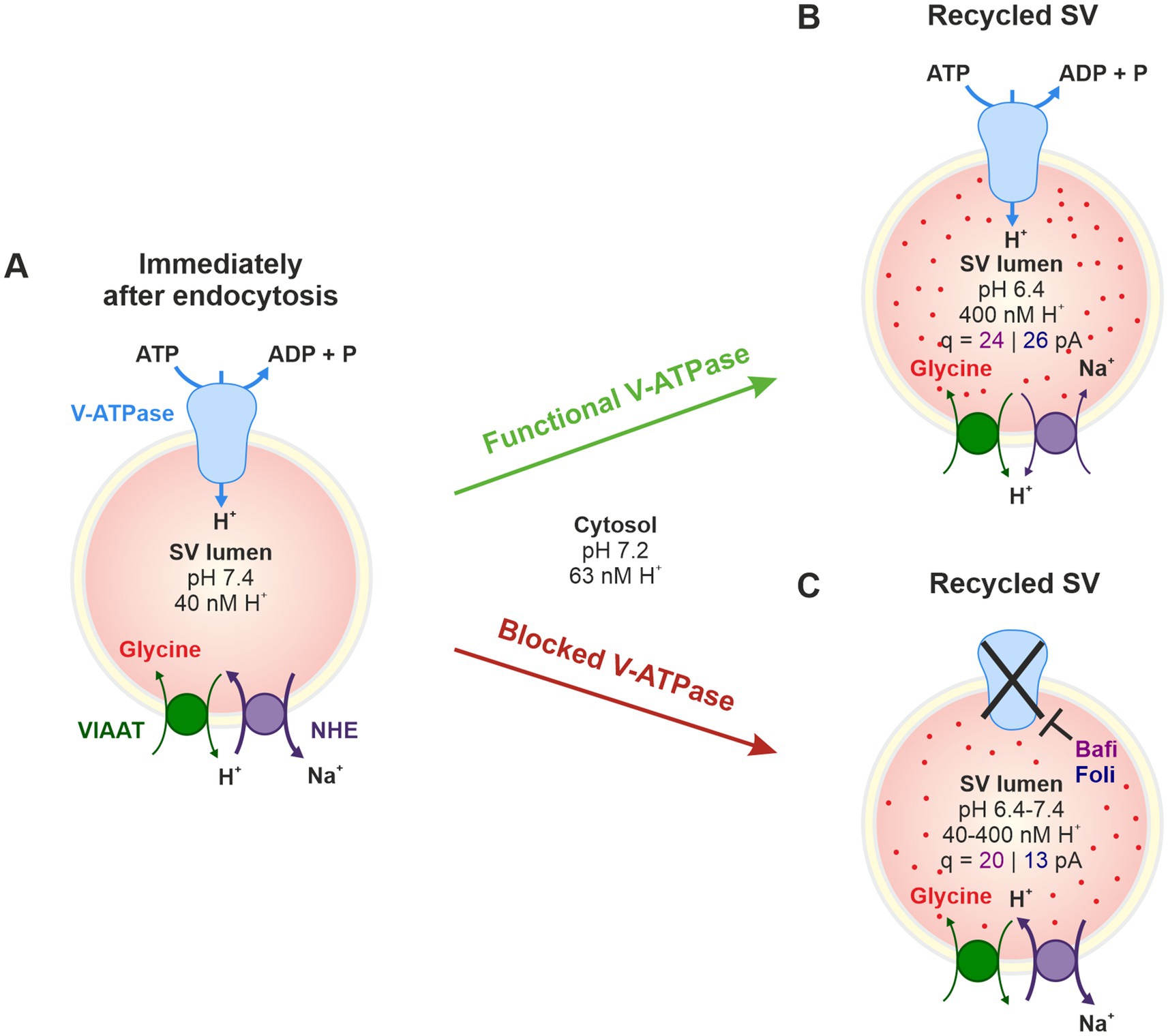 Diagram illustrating the process of synaptic vesicle (SV) recycling and V-ATPase function. Panel A shows an SV immediately after endocytosis with a neutral pH of 7.4 and 40 nM H⁺. Panel B depicts a recycled SV with functional V-ATPase, resulting in an acidic pH of 6.4 and 400 nM H⁺. Panel C shows a recycled SV with blocked V-ATPase, indicated by a cross over the V-ATPase structure, where pH ranges from 6.4 to 7.4. Glycine, VIAAT, NHE, sodium ions, ATP, ADP, and other relevant molecules and processes are represented.