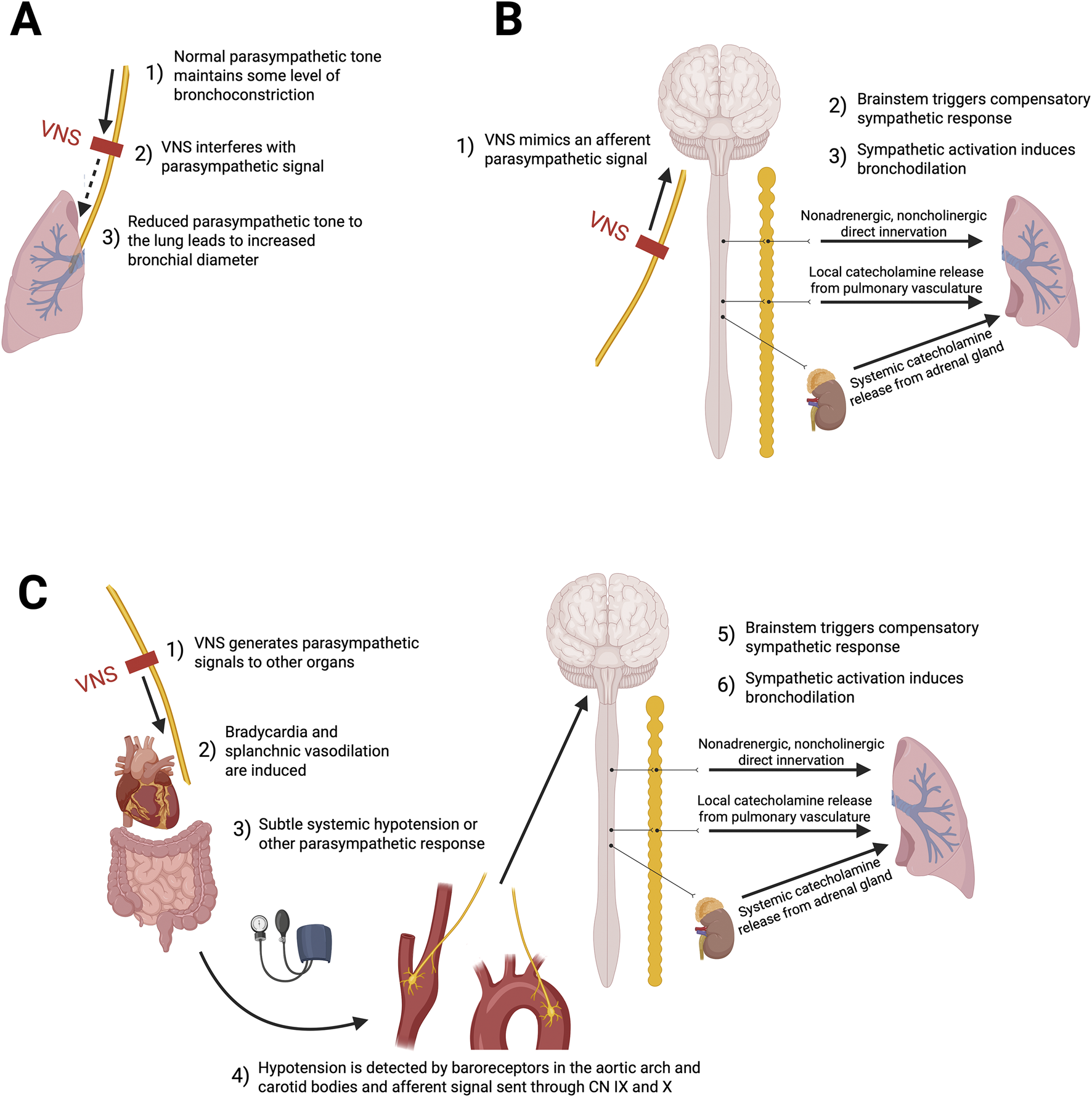Diagram illustrating the effects of Vagus Nerve Stimulation (VNS) in three parts. A: Shows VNS reducing parasympathetic tone, increasing bronchial diameter in the lungs. B: VNS mimics parasympathetic signals, triggering sympathetic responses that cause bronchodilation through catecholamine release. C: VNS affects other organs, causing bradycardia and vasodilation, leading to hypotension, detected by baroreceptors, prompting sympathetic bronchodilation.