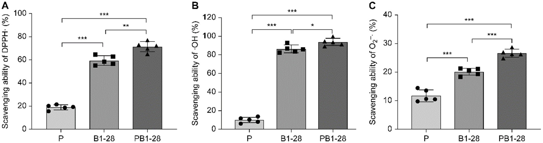 Bar graphs labeled A, B, and C compare the scavenging abilities of DPPH, OH, and O2- for groups P, B1-28, and PB1-28. Graph A shows higher scavenging for B1-28 and PB1-28 than P. Graph B indicates similar trends with significant differences among groups. Graph C presents increased scavenging ability in PB1-28 compared to B1-28 and P. Asterisks denote significance levels.