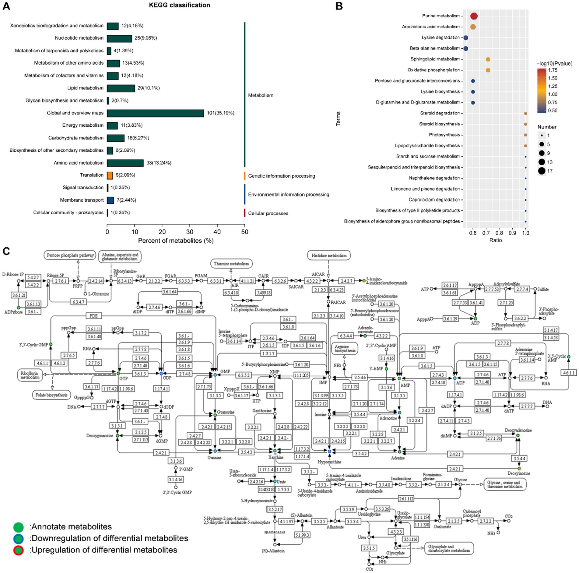 Panel A displays a bar chart of KEGG classification with categories like metabolism and cellular processes; percentages show the proportion of metabolites. Panel B features a dot plot of various metabolic terms, with dot size and color indicating significance and number. Panel C contains a detailed metabolic pathway map, showing metabolite pathways with annotations for upregulated and downregulated metabolites.