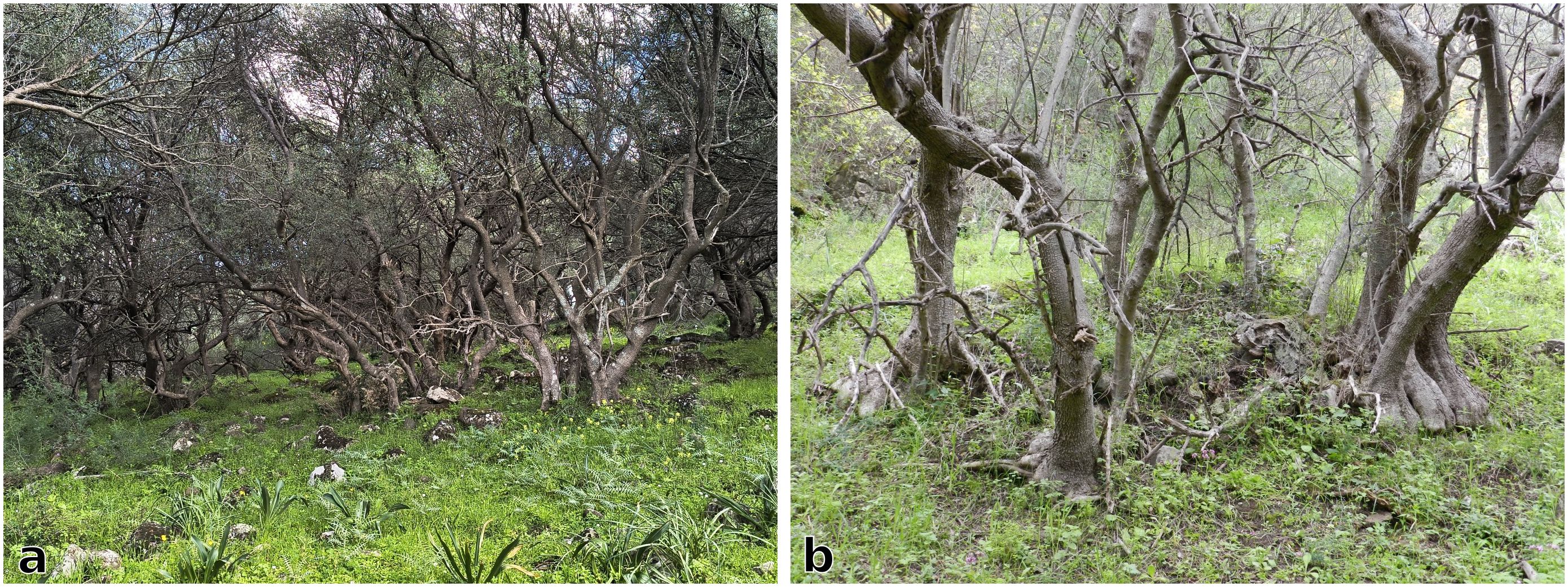 Dense woodland scene with twisted, gnarled trees and a green,grassy undergrowth. Sunlight filters through the canopy, casting dappled shadows on the forest floor. The area is densely packed with branches, giving a mystical, natural appearance.