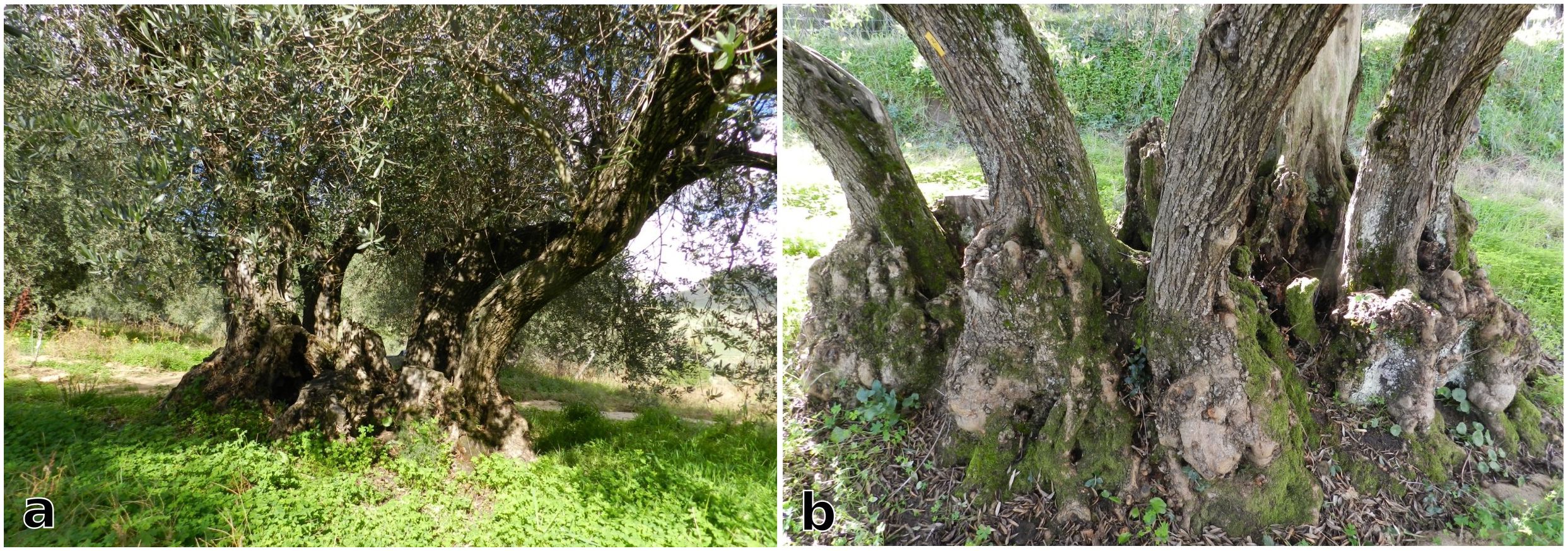 Two images of ancient olive trees. Image (a) shows a large olive tree with thick, gnarled trunk and dense foliage, set in a grassy area. Image (b) highlights the base of a similar tree, displaying multiple thick trunks emerging from a large, rugged base covered in moss and small plants.