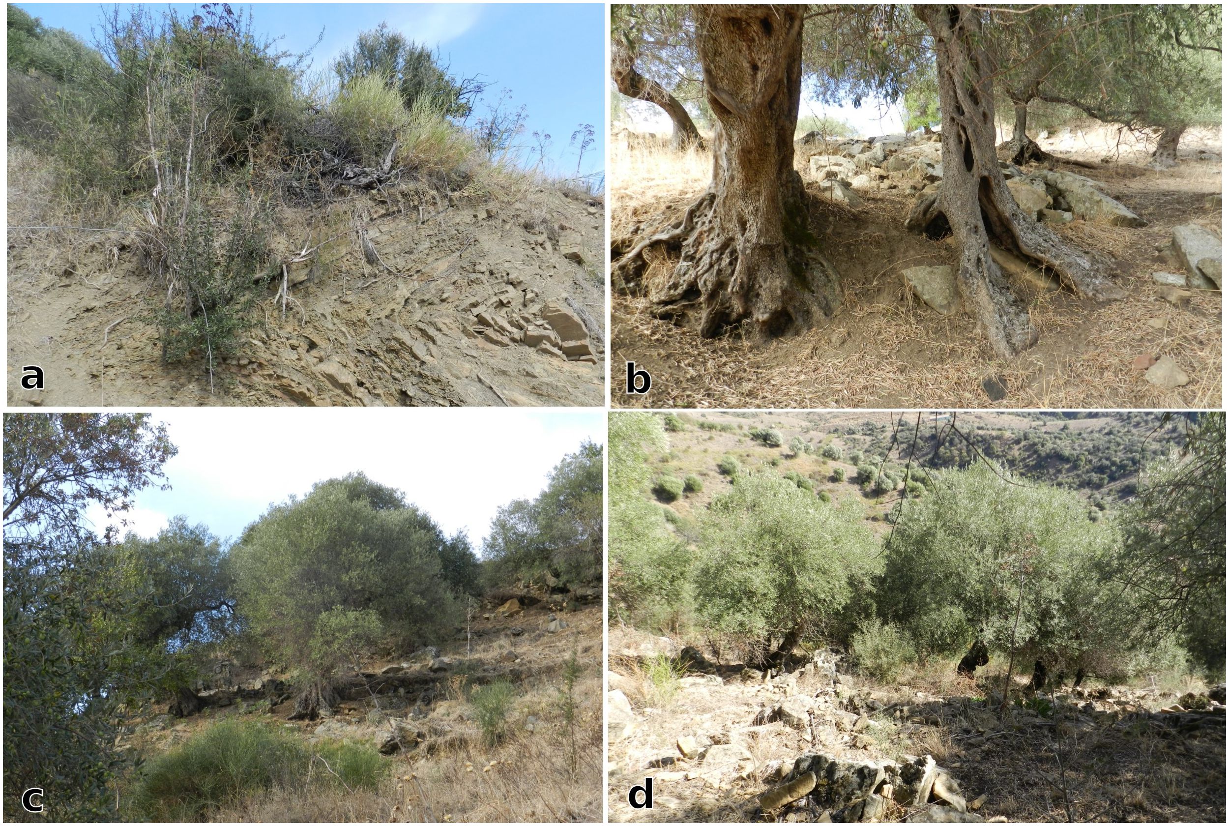 Image split into four sections labeled a, b, c, and d. Section a shows a steep, eroded hillside with sparse vegetation. Section b depicts the gnarled trunks and roots of olive trees on rocky ground. Section c features an upward view of olive trees on a scraggly hillside. Section d reveals a wider view of an olive grove on a gentle slope, with scattered rocky patches.