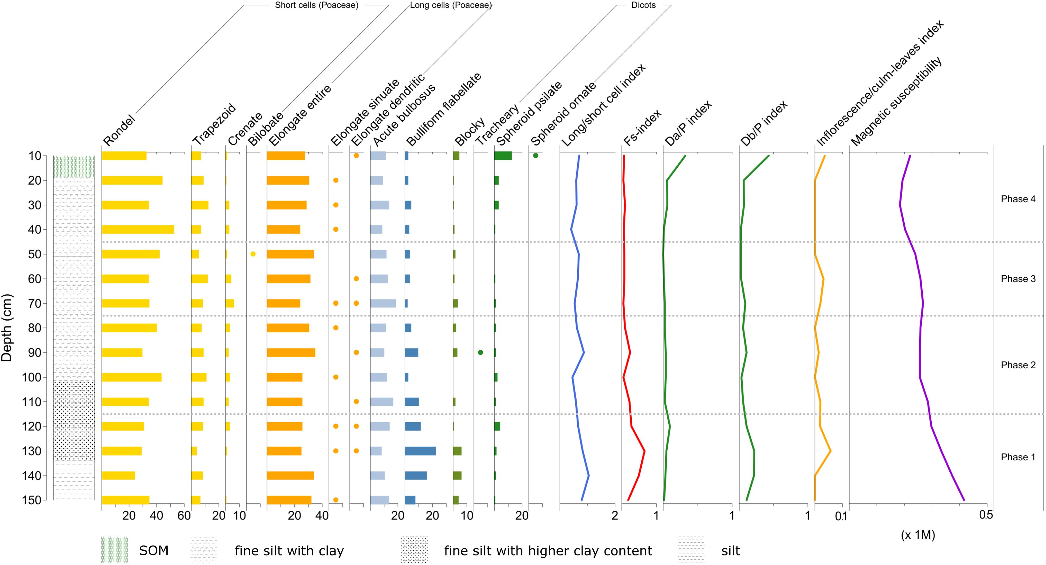 Graph displaying soil analysis across depths from 0 to 150 cm,distinguished in phases. It includes measurements the quantity of phytoliths identified. Their composition varies with depth, represented using bars and lines of different colors. Soiltypes such as SOM, fine silt with clay, fine silt with higher clay content, and silt are indicated with patterns.