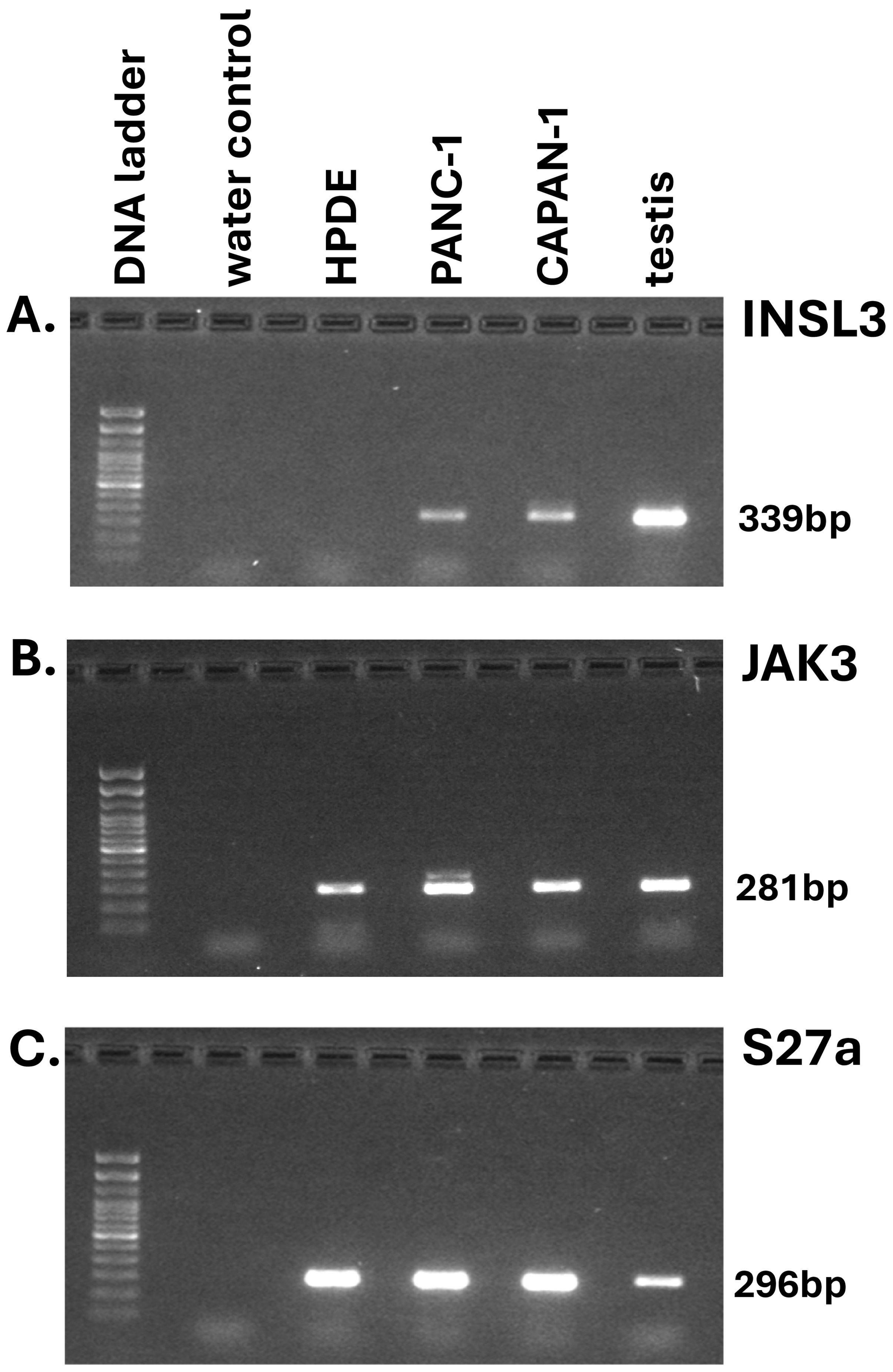 Gel electrophoresis results showing three panels labeled A, B, and C across six lanes: DNA ladder, water control, HPDE, PANC-1, CAPAN-1, and testis. Panel A is labeled INSL3 with a band at 339 base pairs visible in PANC-1, CAPAN-1, and testis. Panel B is labeled JAK3 with a band at 281 base pairs visible in HPDE, PANC-1, CAPAN-1, and testis. Panel C is labeled S27a with a band at 296 base pairs consistently visible in all samples except the water control.