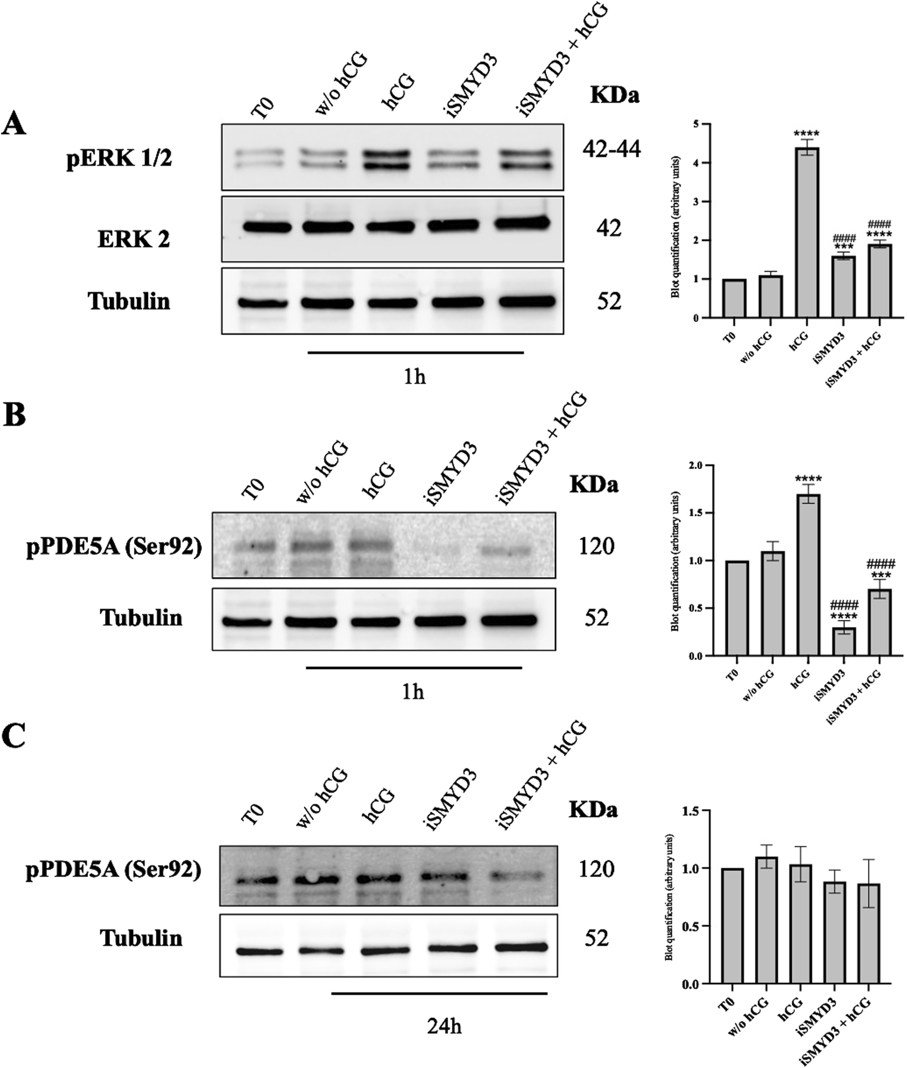 Western blot analysis of protein expression at different time points and treatment conditions. Panel A shows pERK 1/2, ERK 2, and Tubulin with a bar graph illustrating quantitative differences. Panel B displays pPDE5A (Ser92) and Tubulin after 1 hour, with corresponding quantification. Panel C shows pPDE5A (Ser92) and Tubulin after 24 hours, with quantification. Treatments include T0, without hCG, hCG, iSMYD3, and iSMYD3 plus hCG. Molecular weights are indicated in kilodaltons (KDa).
