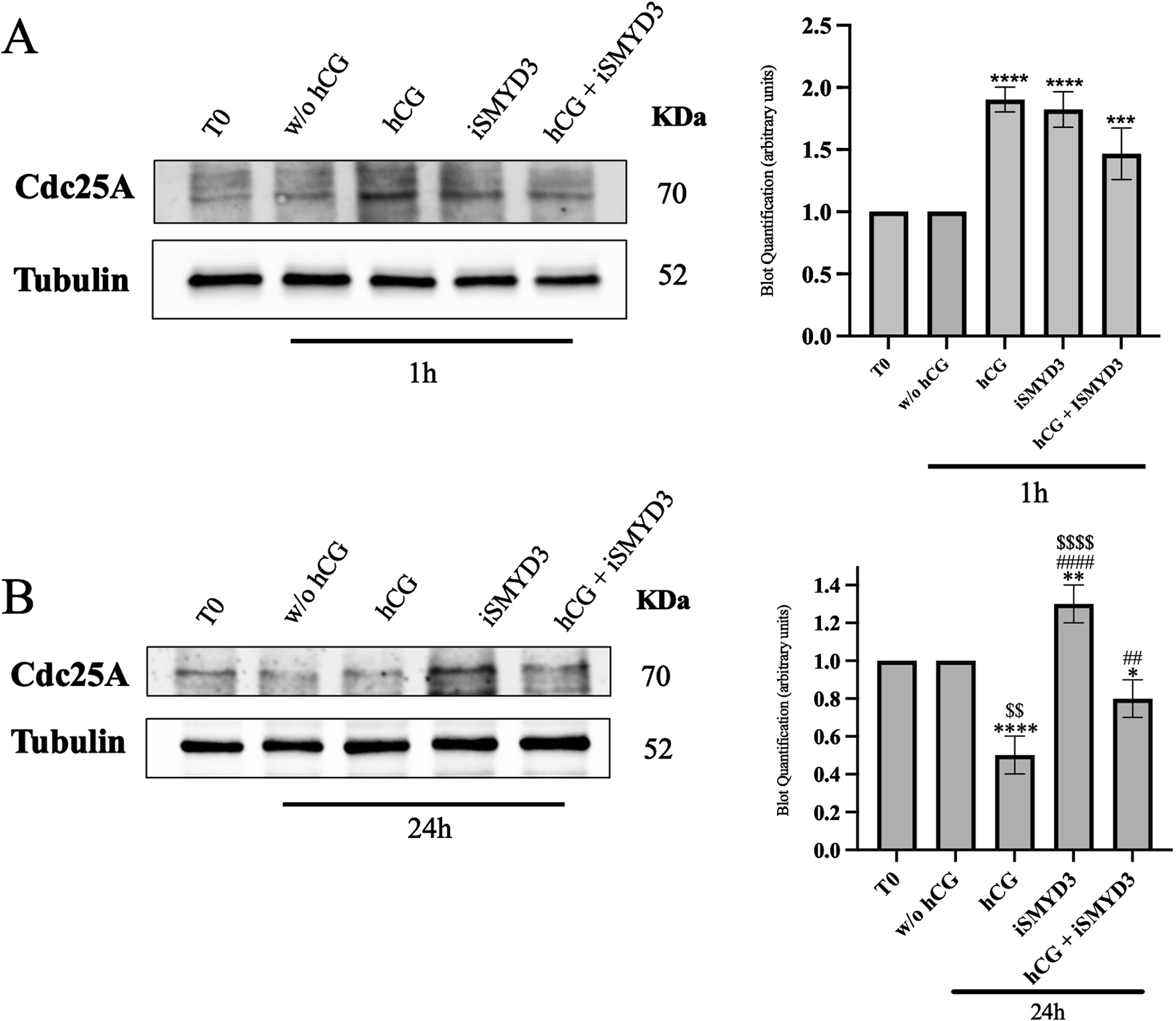 Two panels display Western blot results and corresponding bar graphs. Panel A shows Cdc25A and Tubulin expression after 1 hour. Panel B shows results after 24 hours. Bars quantify expression levels in arbitrary units for conditions T0, w/o hCG, hCG, iSMYD3, and hCG plus iSMYD3, indicating significant expression changes at different treatments. Tubulin serves as a loading control. Both blots and graphs illustrate protein measurements, with statistical significance indicated by asterisks and dollar signs.