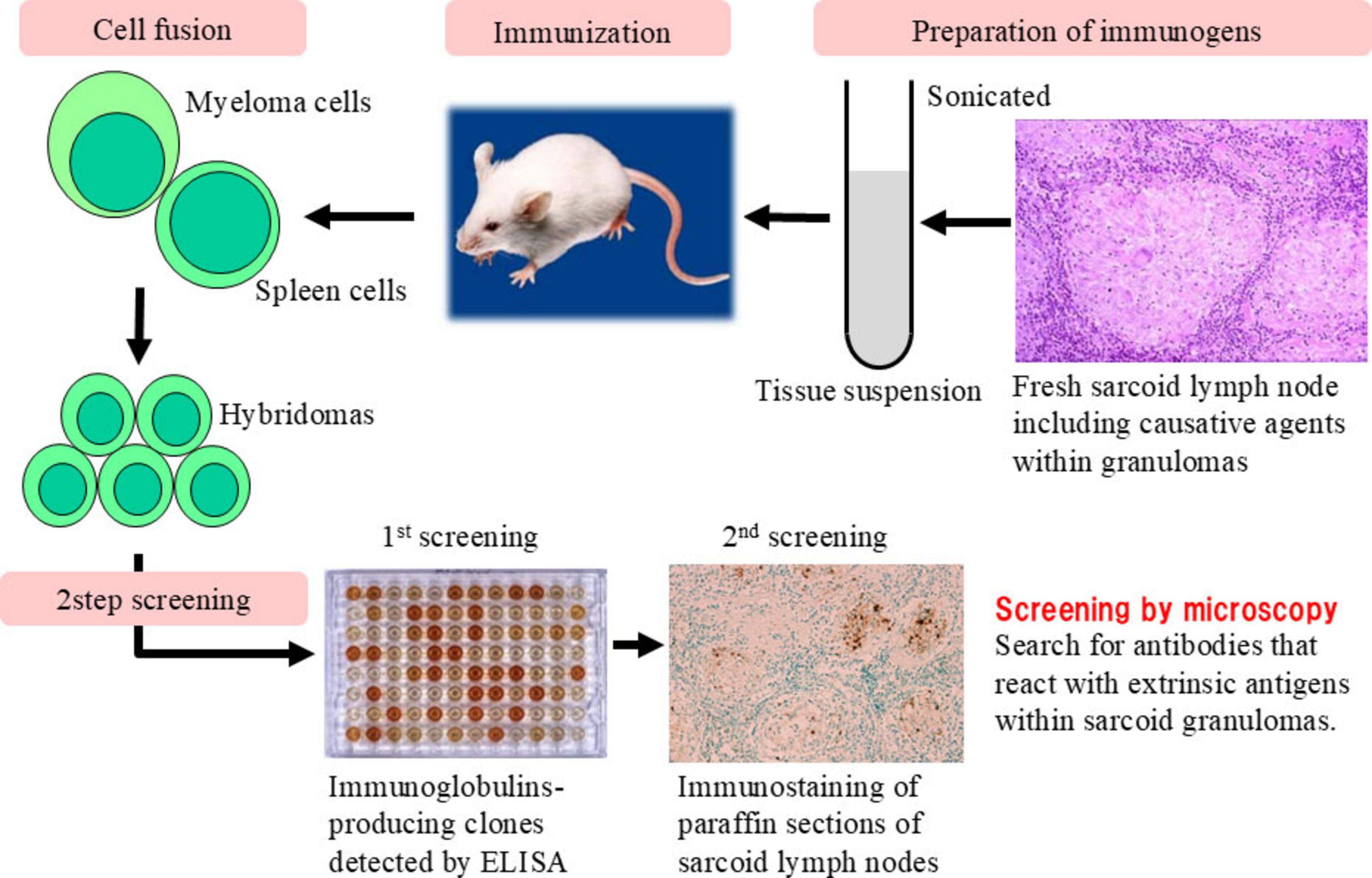 Flowchart illustrating the production and screening of antibodies. It includes three main steps: cell fusion, immunization, and immunogen preparation. Cell fusion combines myeloma and spleen cells to form hybridomas, which undergo two-step screening. Immunization involves a mouse, leading to tissue suspension for preparing immunogens. Screening involves ELISA to detect immunoglobulin-producing clones and microscopy for detecting antibodies that react with antigens in sarcoid lymph nodes.