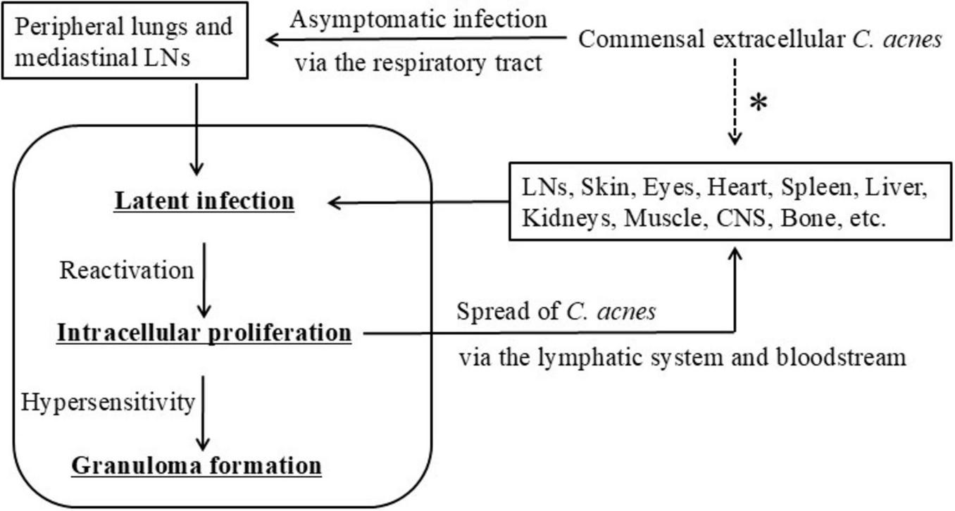 Flowchart depicting the infection process of C. acnes. It starts with asymptomatic infection via the respiratory tract leading to latent infection in peripheral lungs and mediastinal lymph nodes. The cycle includes reactivation, intracellular proliferation, and granuloma formation, with spread to lymph nodes, skin, eyes, heart, spleen, liver, kidneys, muscle, central nervous system, and bone via the lymphatic system and bloodstream.